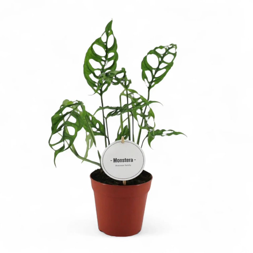 Monstera obliqua (Peru) potted houseplant in nursery pot on white background, product photo 3.