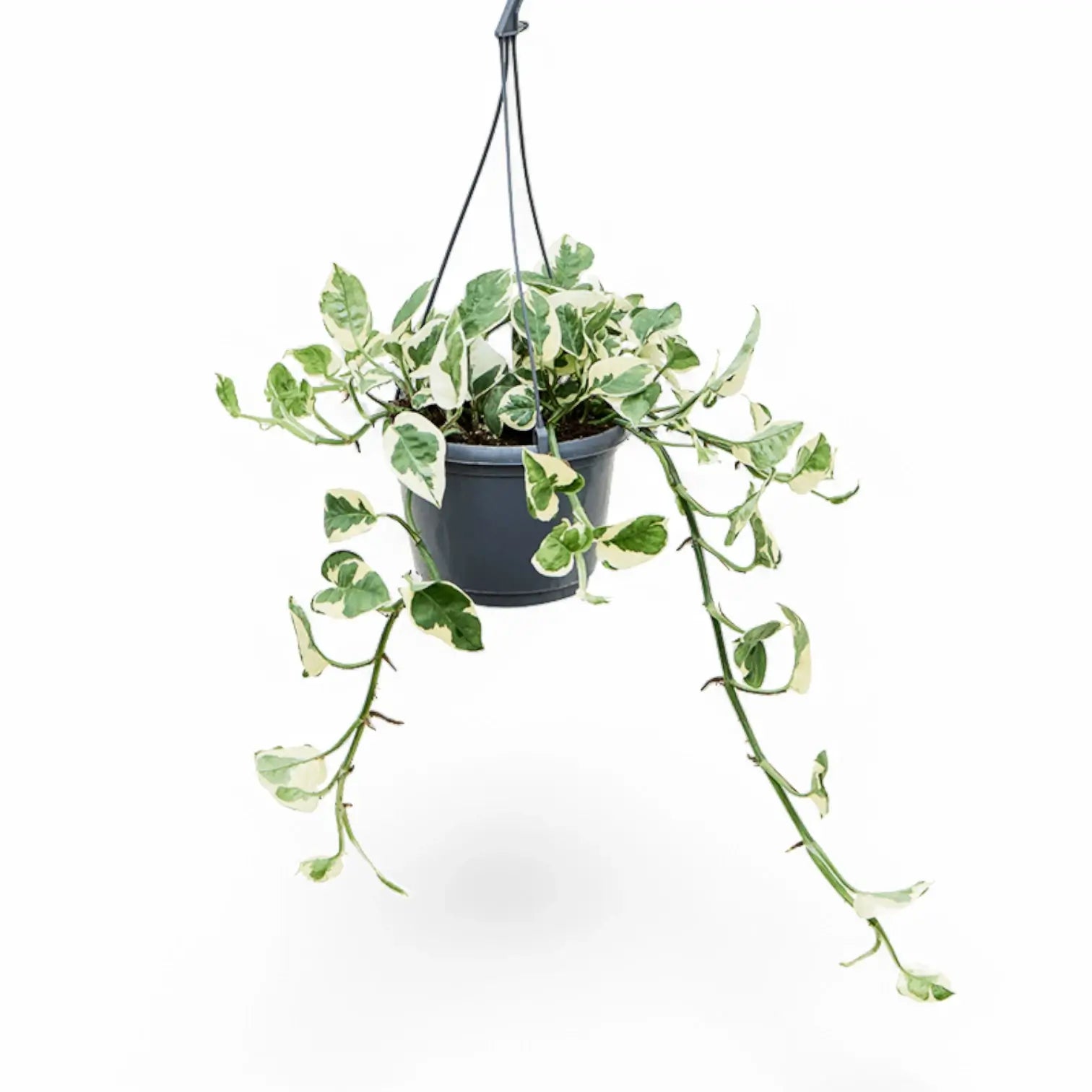 Epipremnum aureum 'N'Joy' potted houseplant in nursery pot on white background, product photo 9.