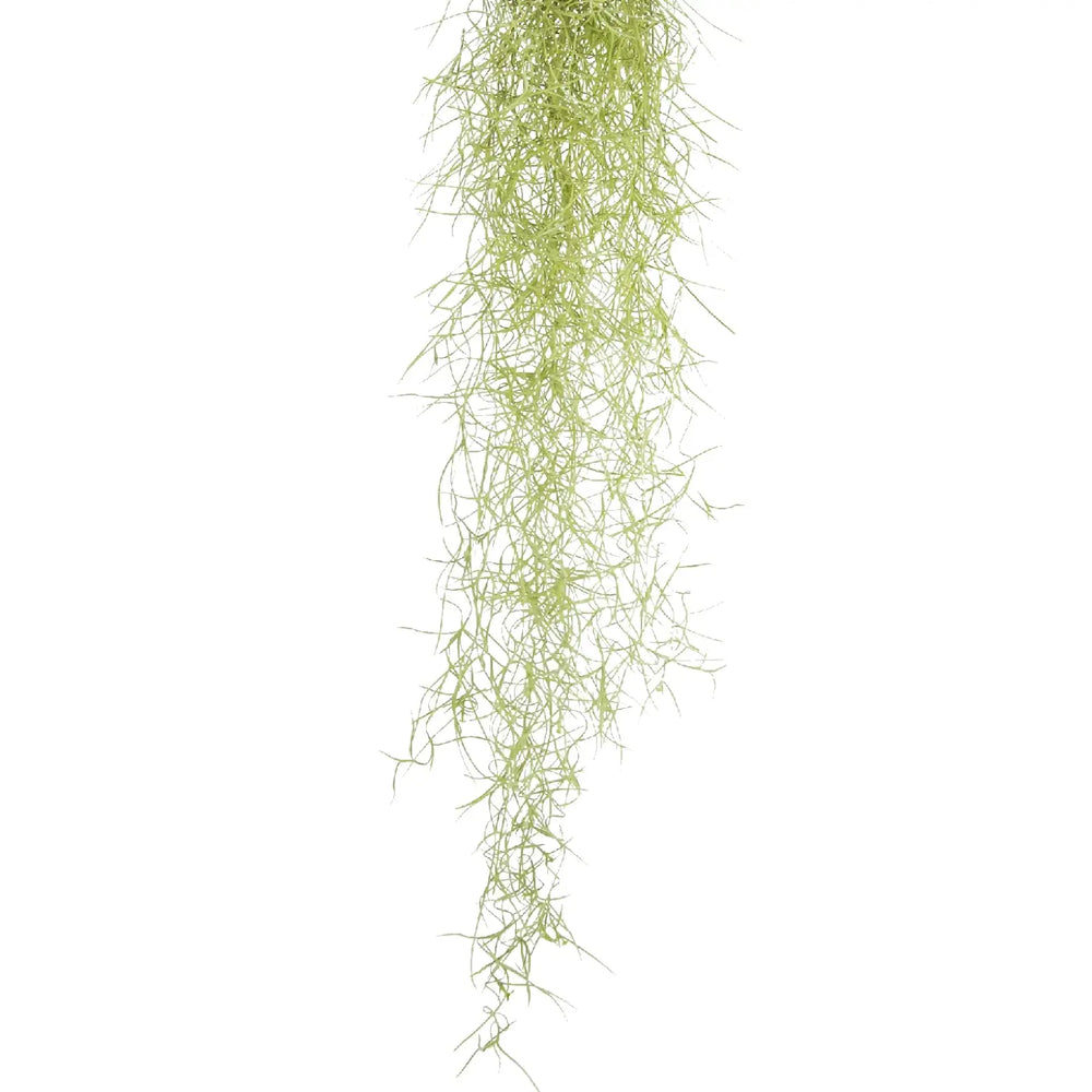 Tillandsia usneoides leaf close-up on white background.