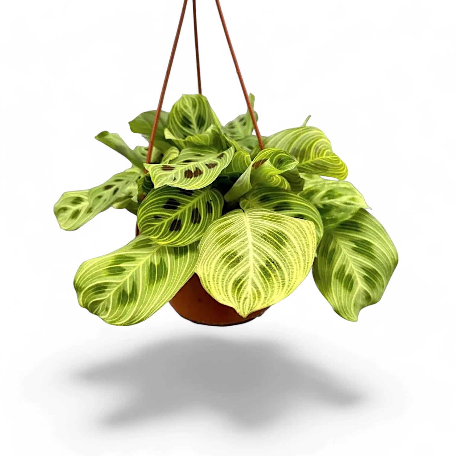 Maranta leuconeura 'Light Veins' ('Fantasy') – Zimmerpflanze im Kulturtopf auf weißem Hintergrund, Produktfoto 4.