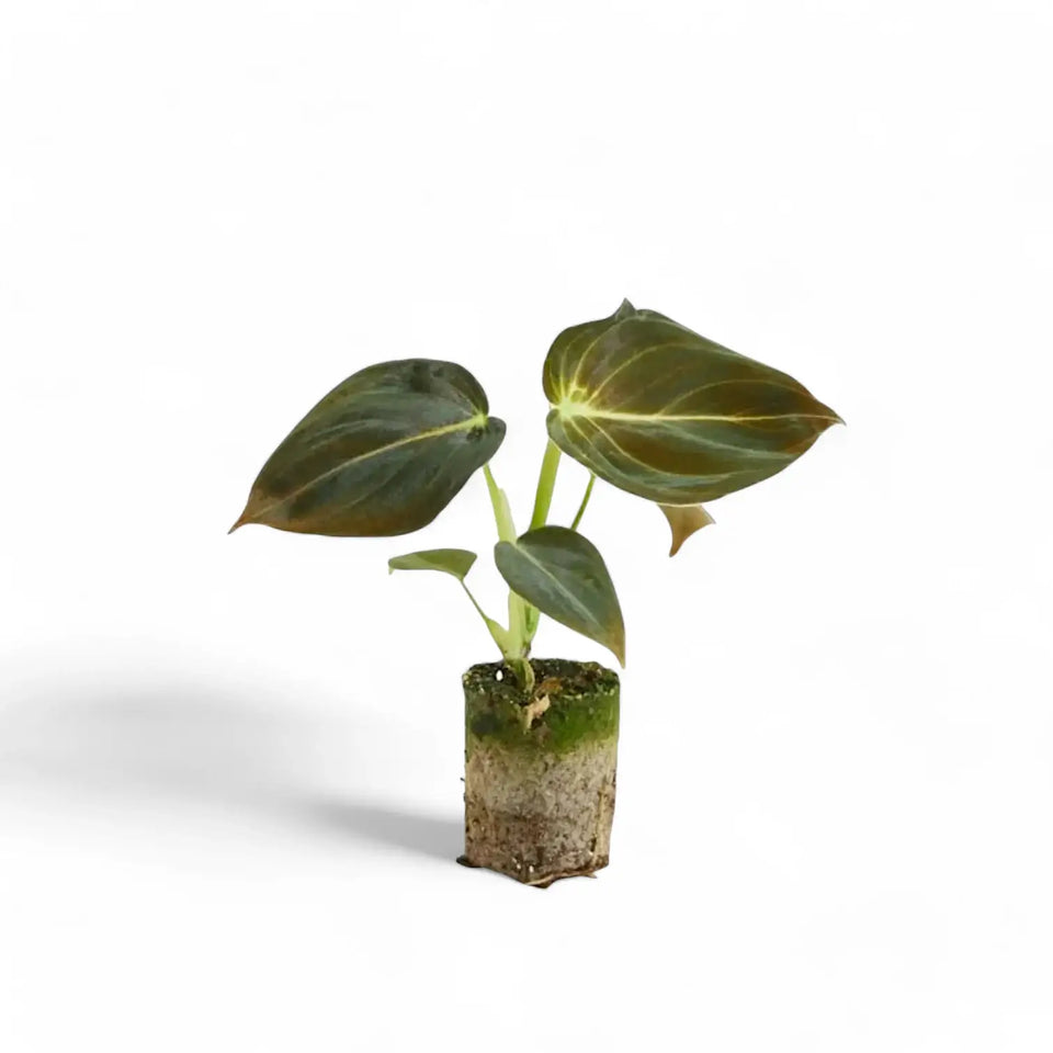 Philodendron melanochrysum potted houseplant in nursery pot on white background, product photo 6.