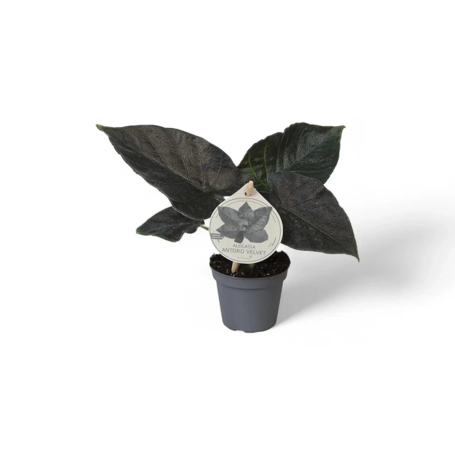 Alocasia 'Antoro velvet' – Zimmerpflanze im Kulturtopf auf weißem Hintergrund, Produktfoto 5.