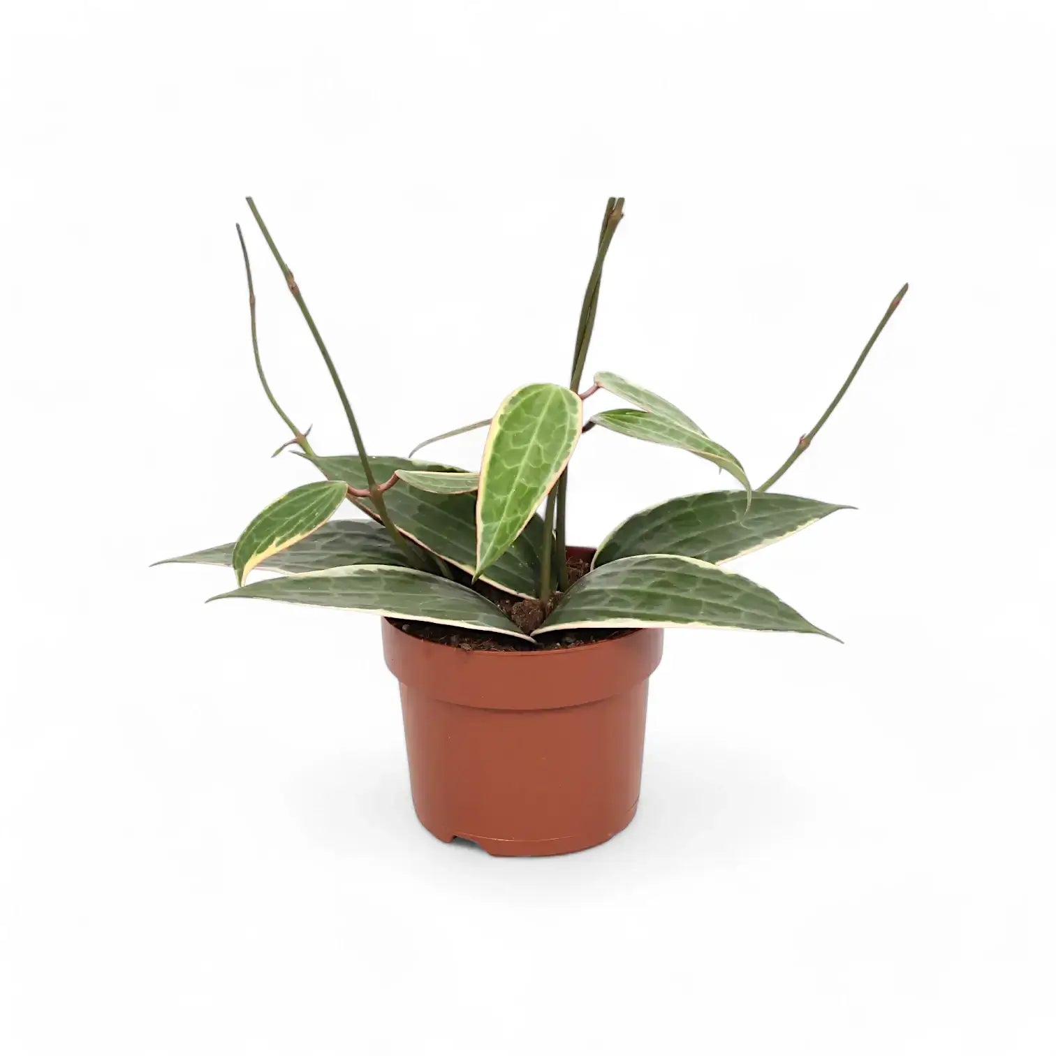 Hoya latifolia 'Albomarginata' potted houseplant in nursery pot on white background, product photo 2.