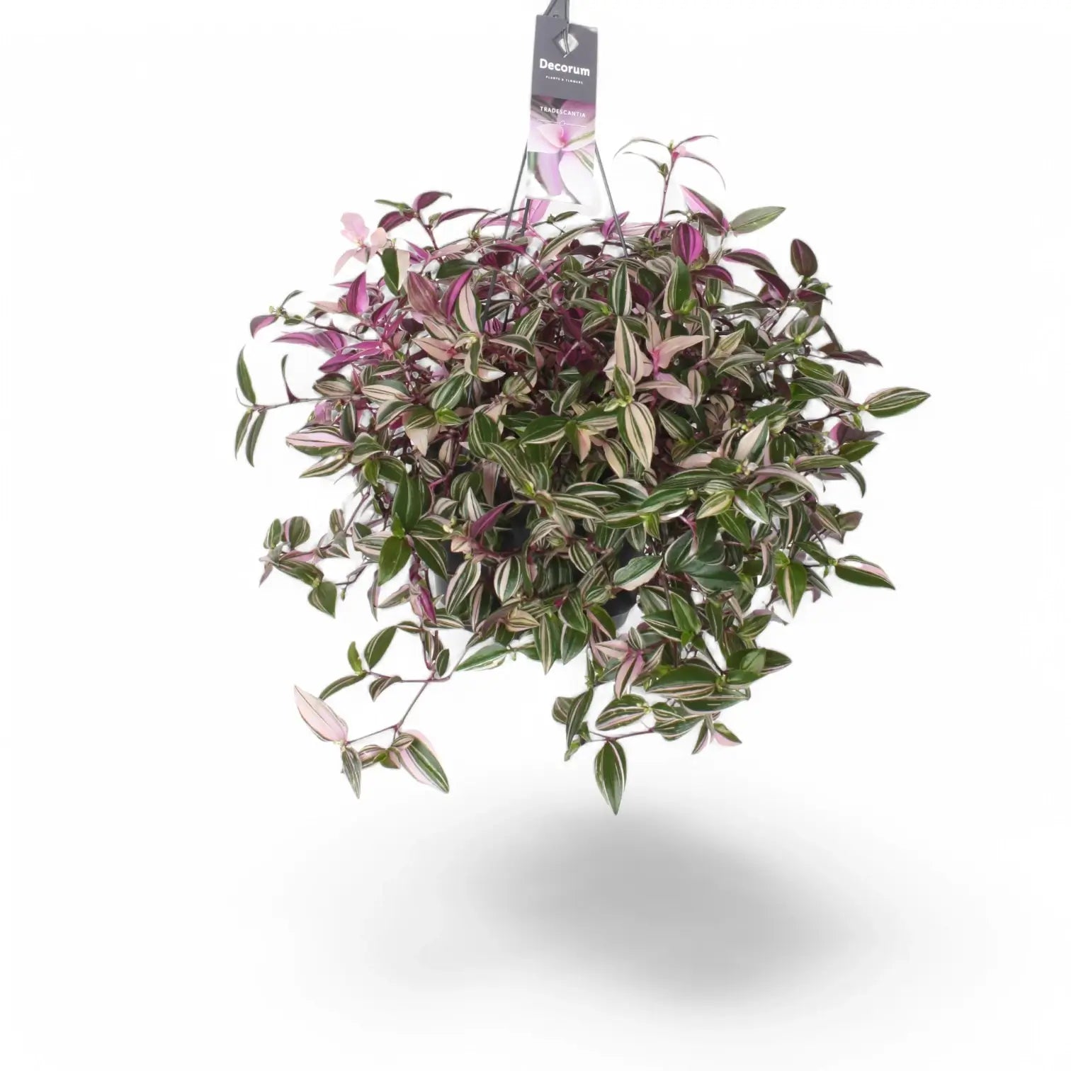 Tradescantia mundula 'Lisa' â Zimmerpflanze im Kulturtopf auf weiĂem Hintergrund, Produktfoto 3.