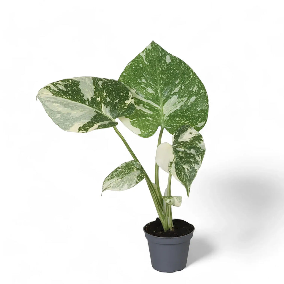 Monstera 'Thai Constellation' potted houseplant in nursery pot on white background, product photo 10.