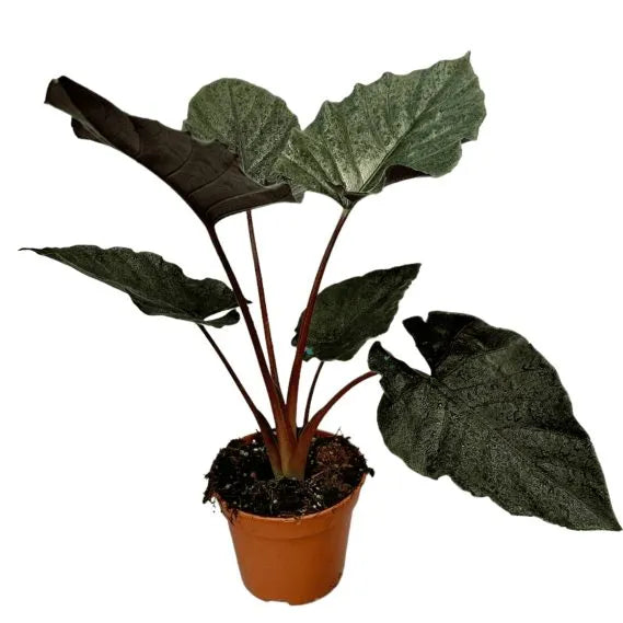Alocasia 'Antoro velvet' – Zimmerpflanze im Kulturtopf auf weißem Hintergrund, Produktfoto 9.