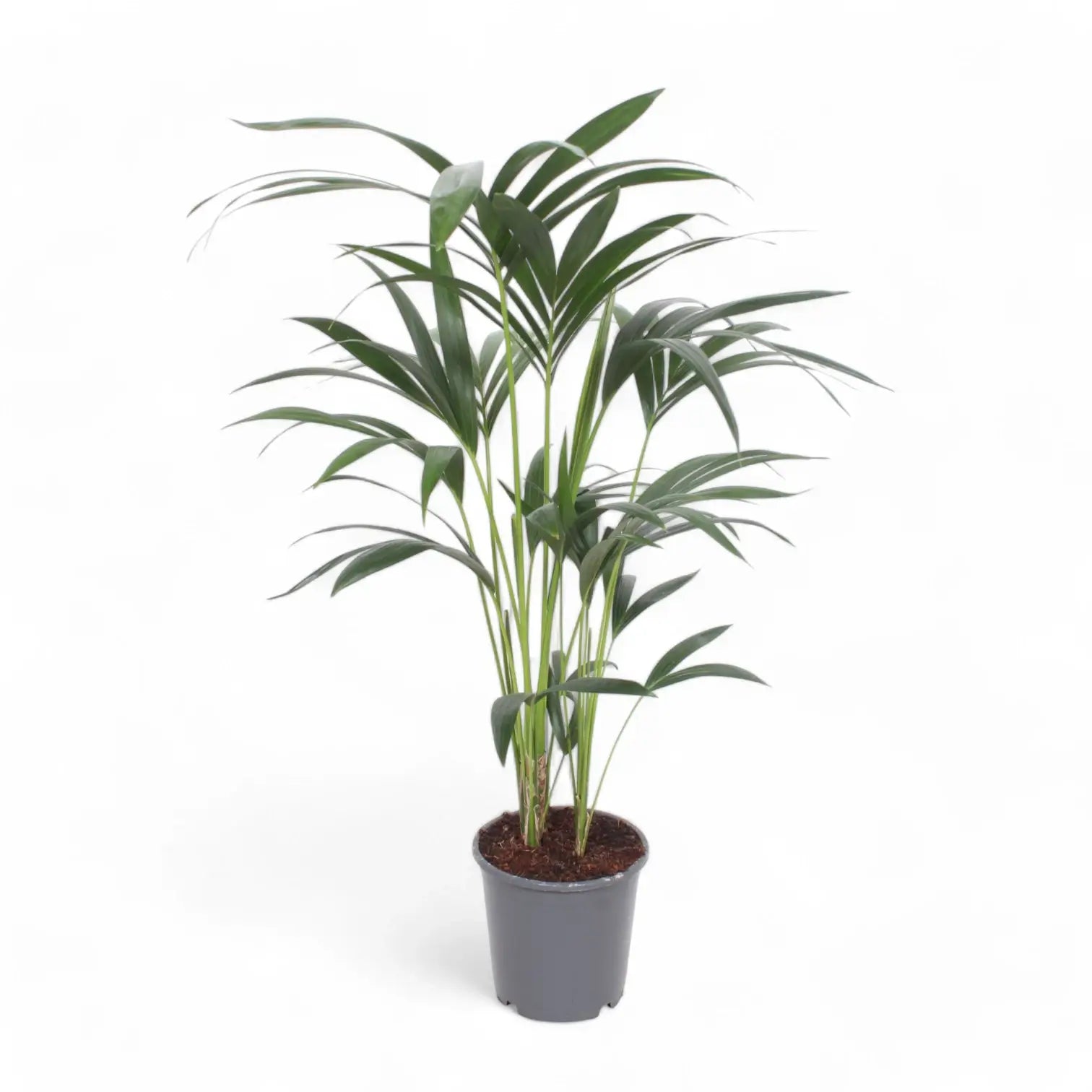 Howea forsteriana potted houseplant in nursery pot on white background, product photo 10.
