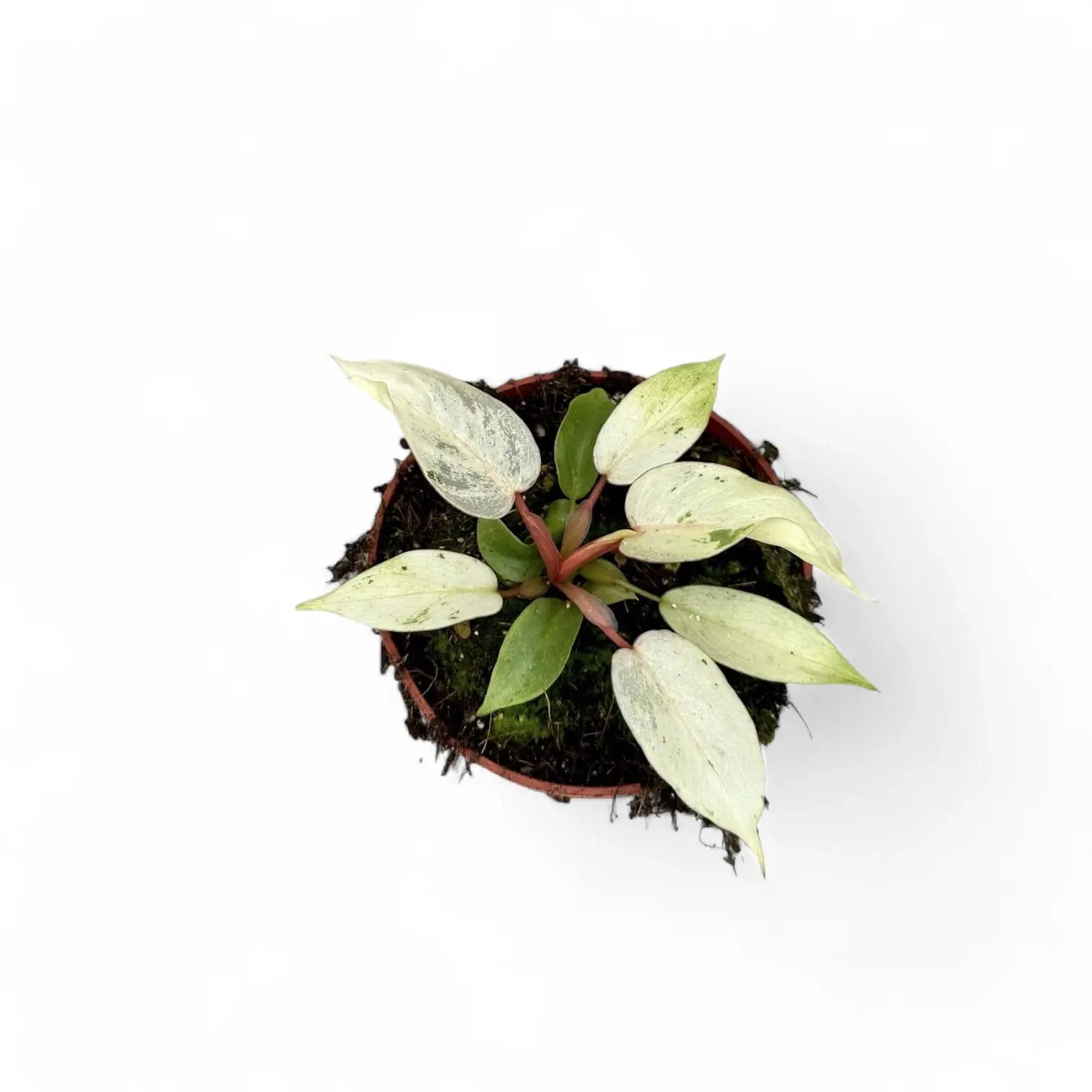Philodendron 'Snowdrift' potted houseplant in nursery pot on white background, product photo 5.