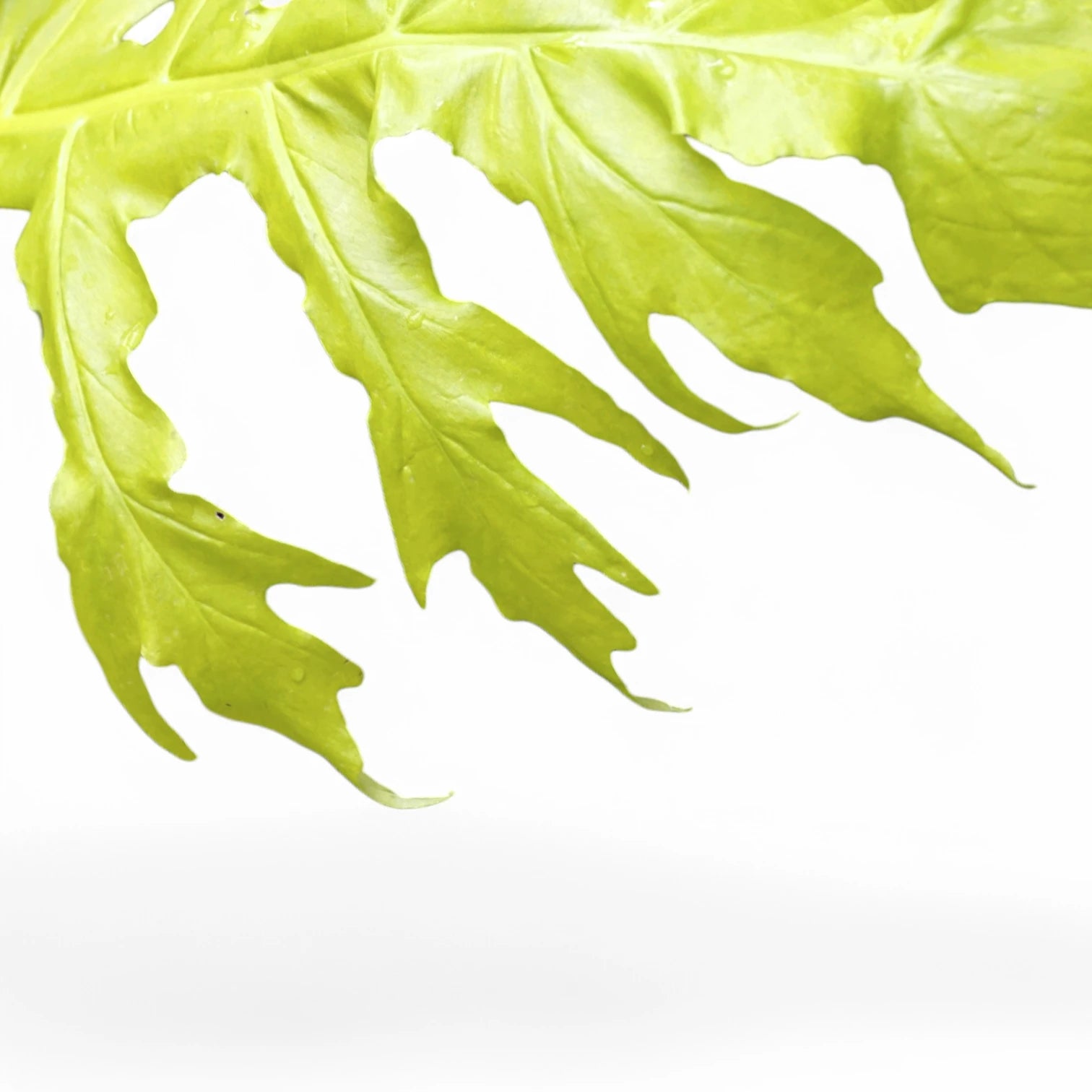 Philodendron warszewiczii 'Flavum' ('Aurea') – Nahaufnahme eines Blatts vor weißem Hintergrund.