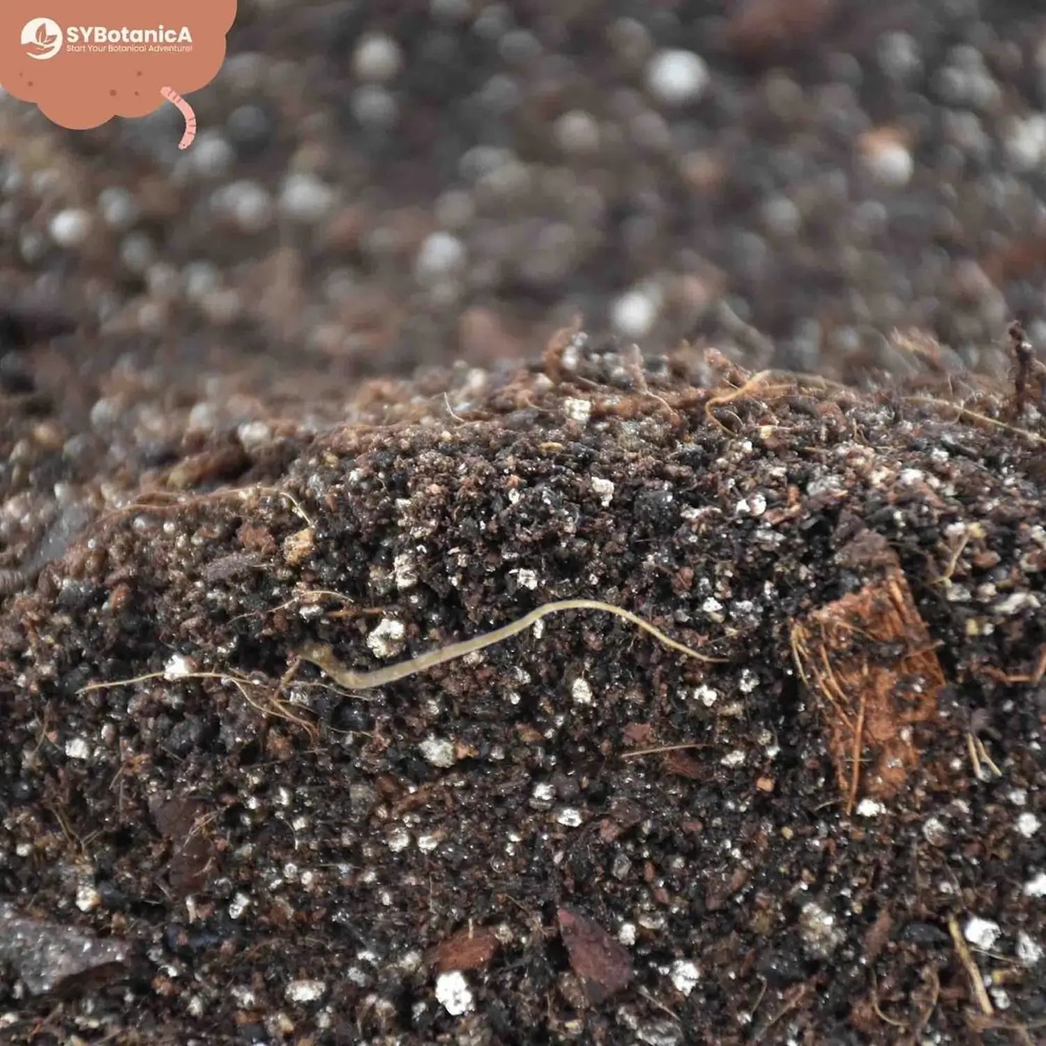 Alocasia-Pflanzsubstrat vor weißem Hintergrund, Produktfoto 4.