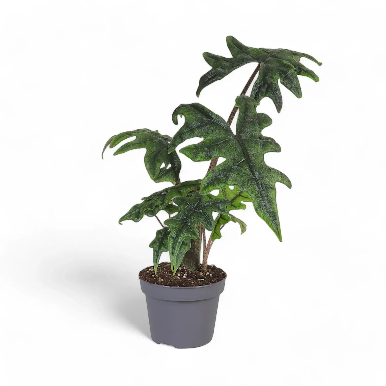 Alocasia 'Jacklyn' potted houseplant in nursery pot on white background, product photo 6.