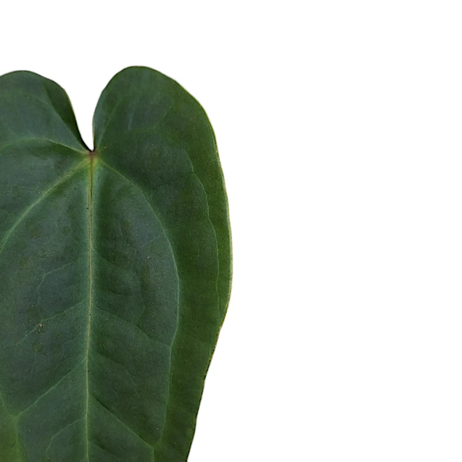 Anthurium forgetii x nigrolaminum 'Gigi' – Nahaufnahme eines Blatts vor weißem Hintergrund.