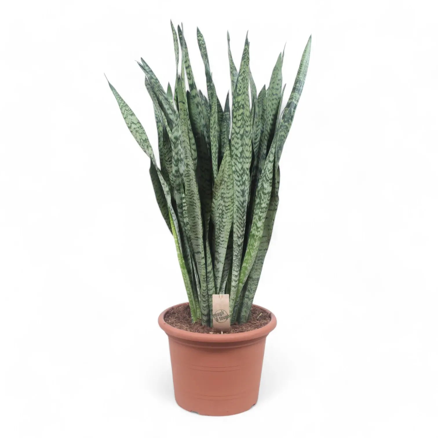 Dracaena (Sansevieria) zeylanica potted houseplant in nursery pot on white background, product photo 13.