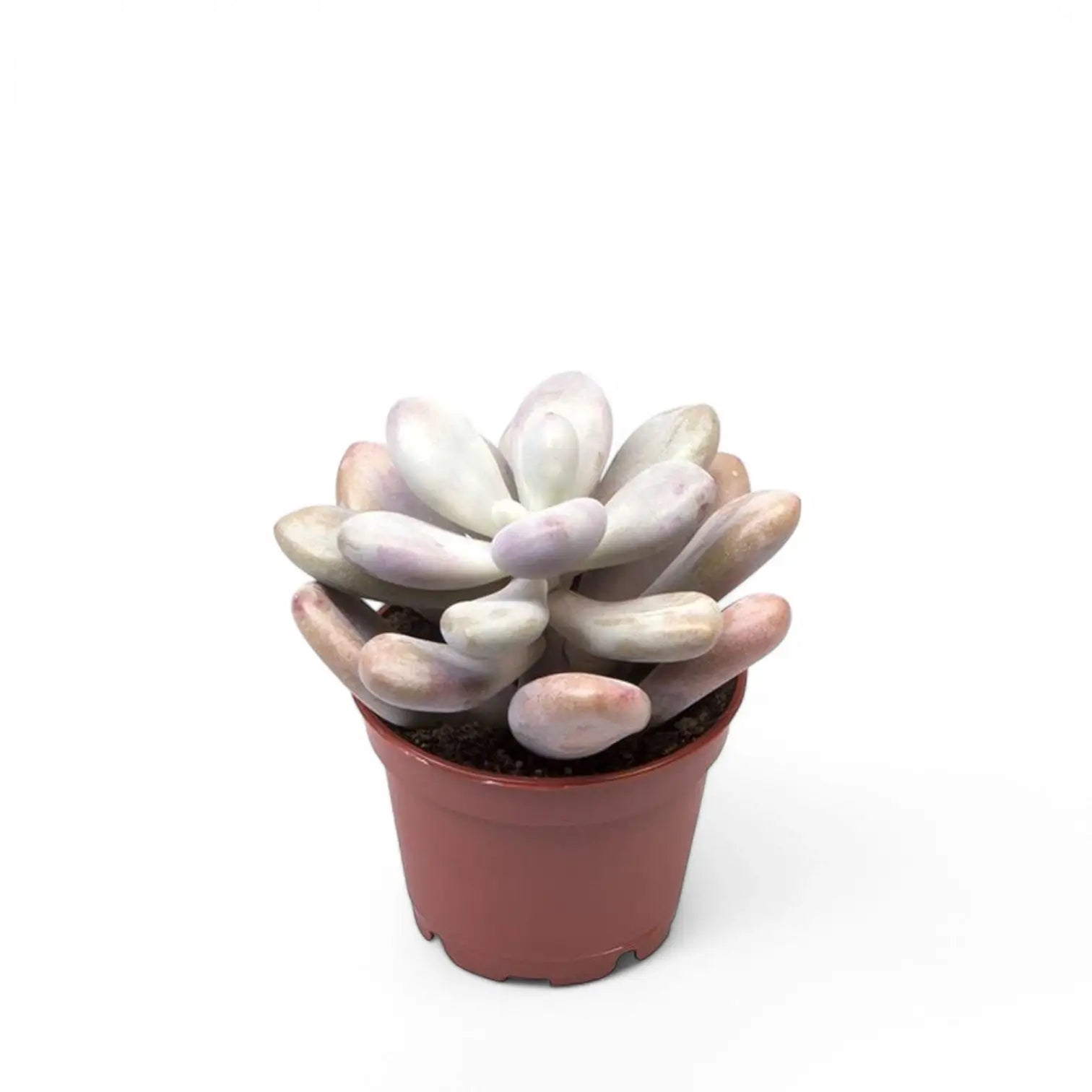 Pachyphytum oviferum 'Pink Moonstones' (auch 'Pink Panther') – Zimmerpflanze im Kulturtopf auf weißem Hintergrund, Produktfoto 2.
