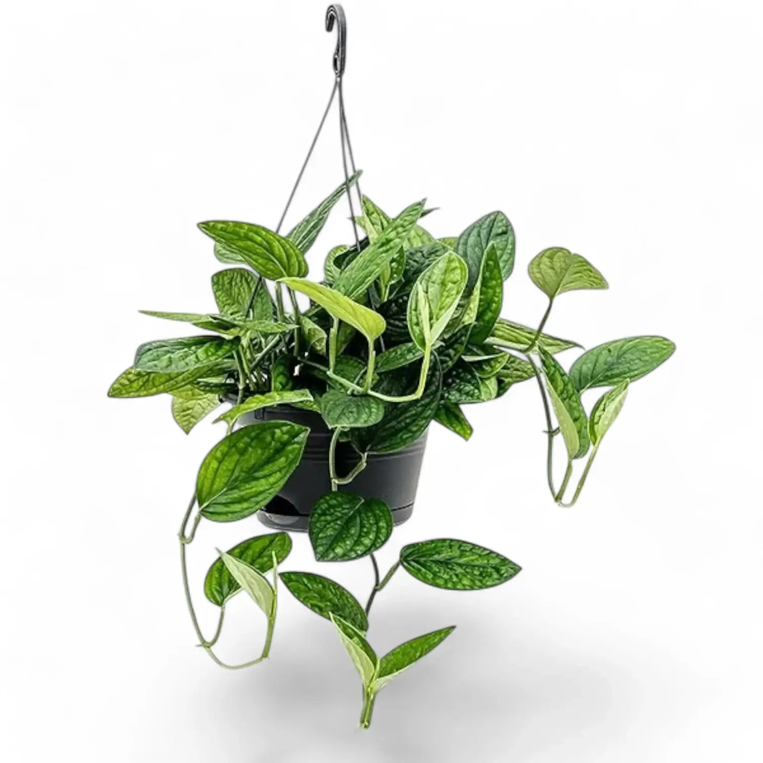 Monstera sp. Peru ('Karstenianum') potted houseplant in nursery pot on white background, product photo 9.