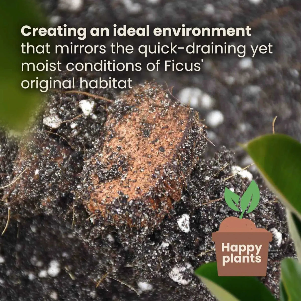 Ficus-Substratmischung vor weißem Hintergrund, Produktfoto 4.