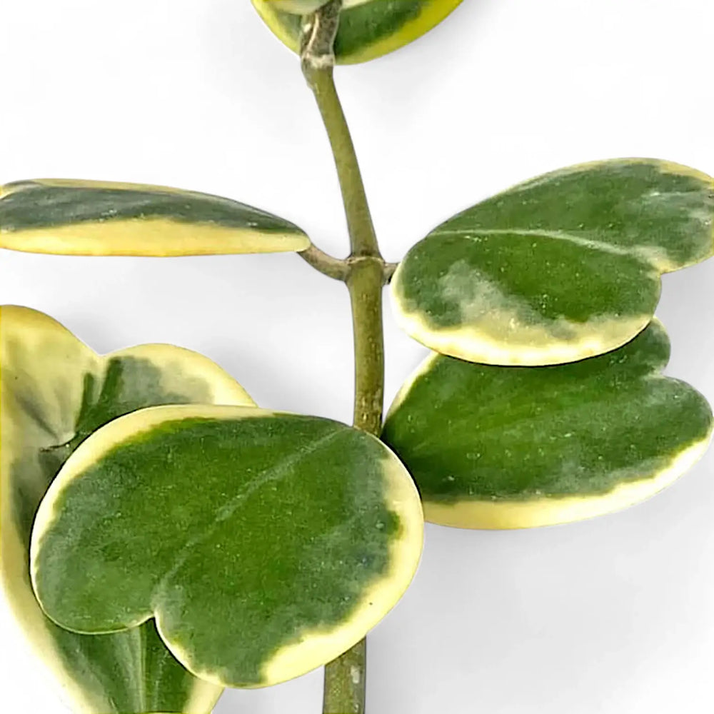 Hoya kerrii variegata – Nahaufnahme eines Blatts vor weißem Hintergrund.