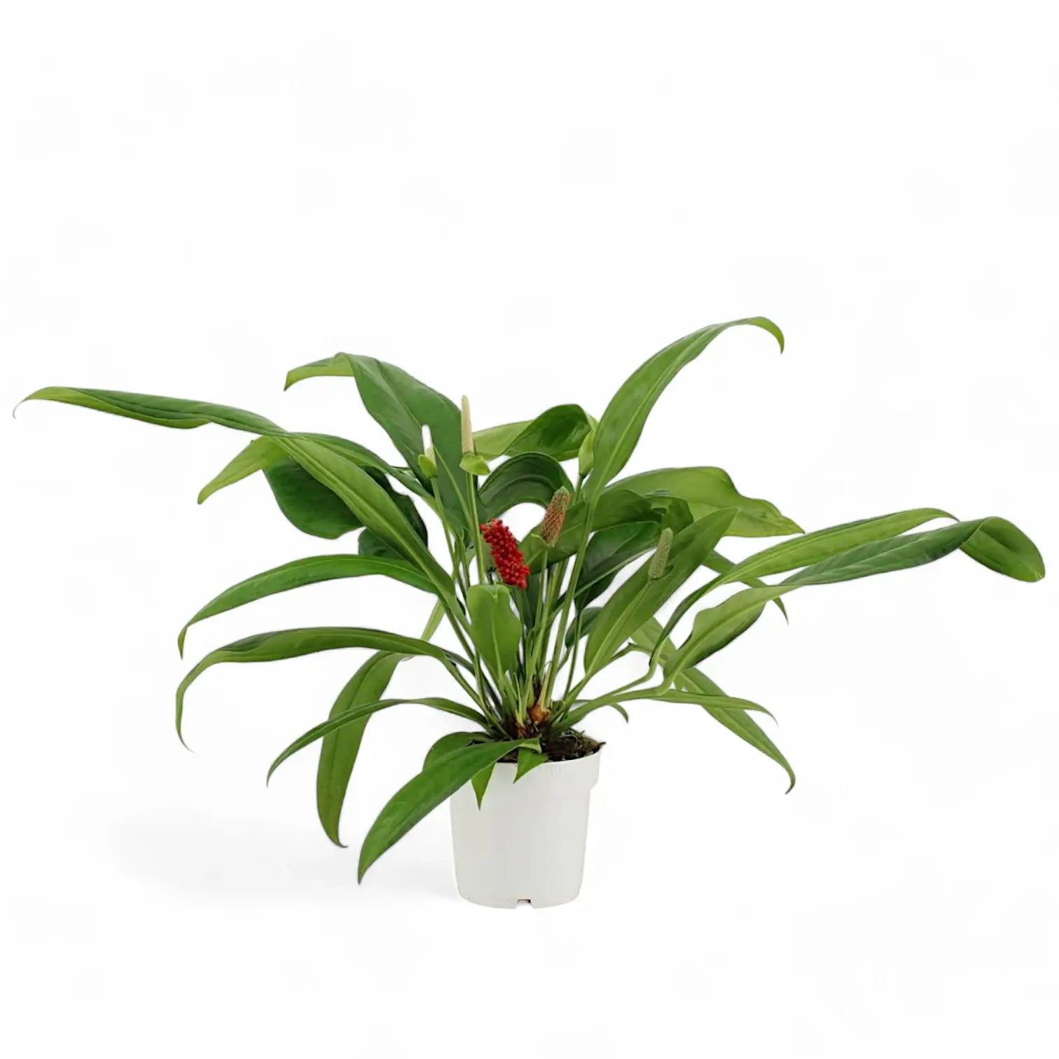 Anthurium bakeri potted houseplant in nursery pot on white background, product photo 4.
