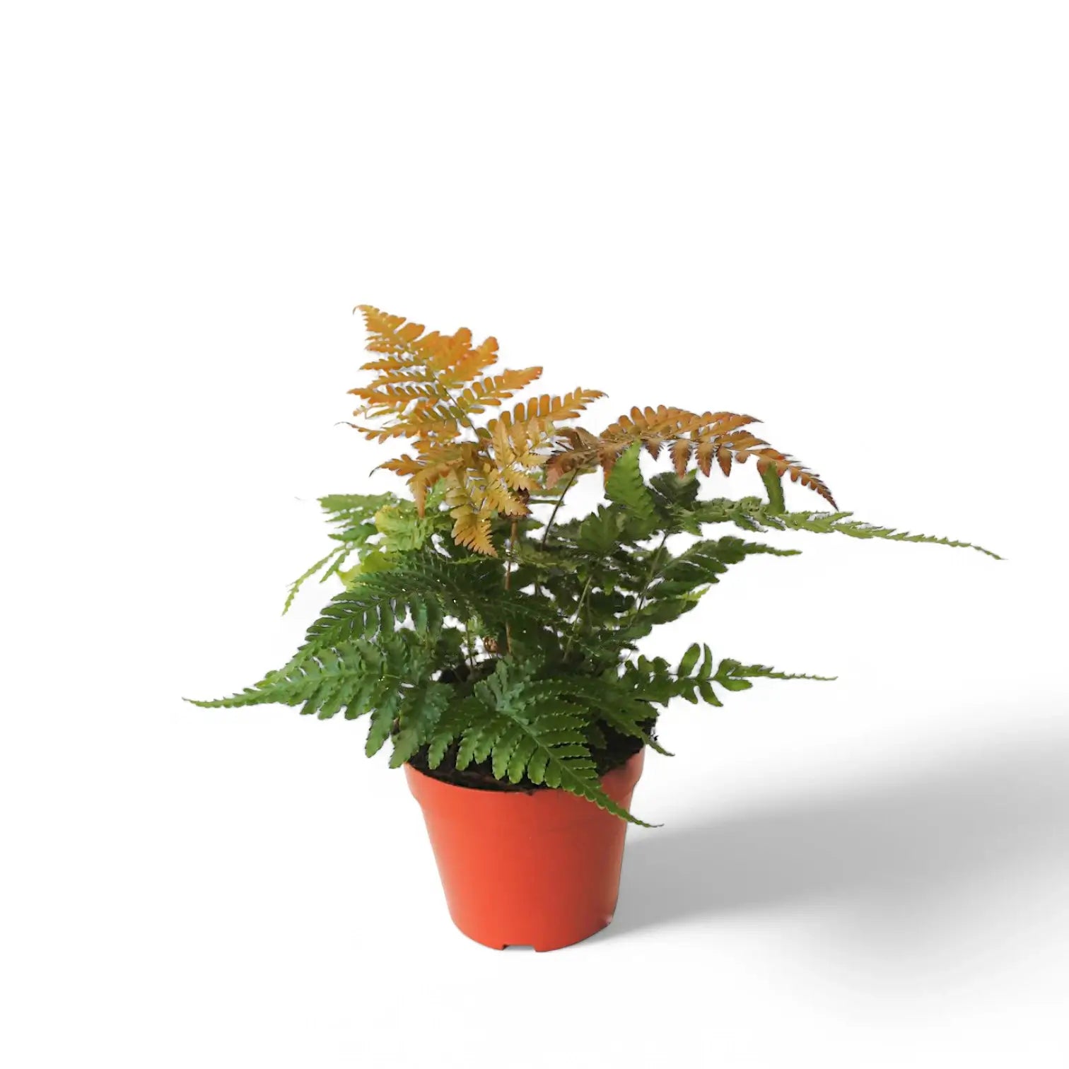 Dryopteris erythrosora potted houseplant in nursery pot on white background, product photo 3.