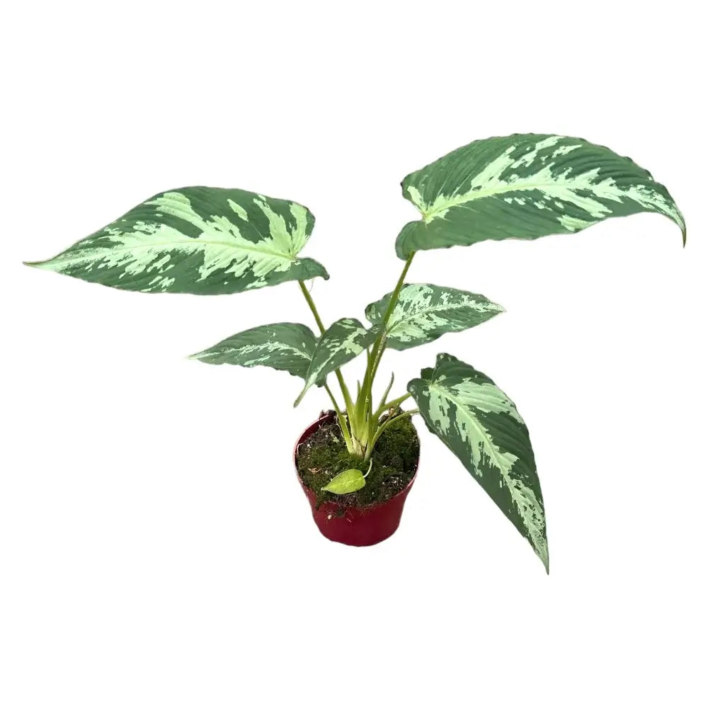 Schismatoglottis pusilla – Zimmerpflanze im Kulturtopf auf weißem Hintergrund, Produktfoto 3.