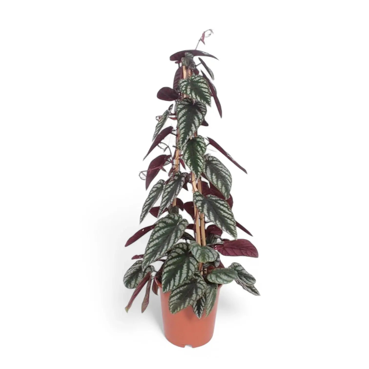 Cissus discolor 'Violet Vine' – Zimmerpflanze im Kulturtopf auf weißem Hintergrund, Produktfoto 10.