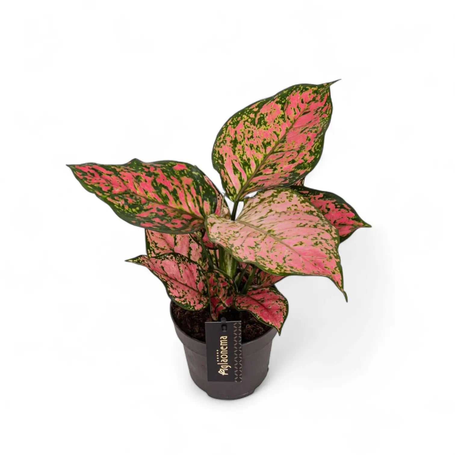 Aglaonema 'Crimson Love' potted houseplant in nursery pot on white background, product photo 2.