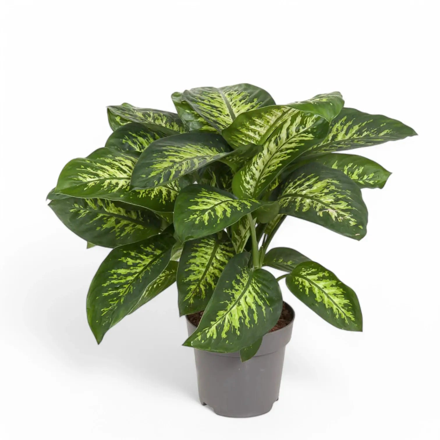 Dieffenbachia seguine 'Reeva' – Topfpflanze im Kulturtopf vor weißem Hintergrund, Produktfoto 6.