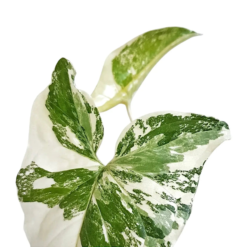 Nahaufnahme eines Blatts von Syngonium podophyllum 'Albo Variegata' vor weißem Hintergrund.
