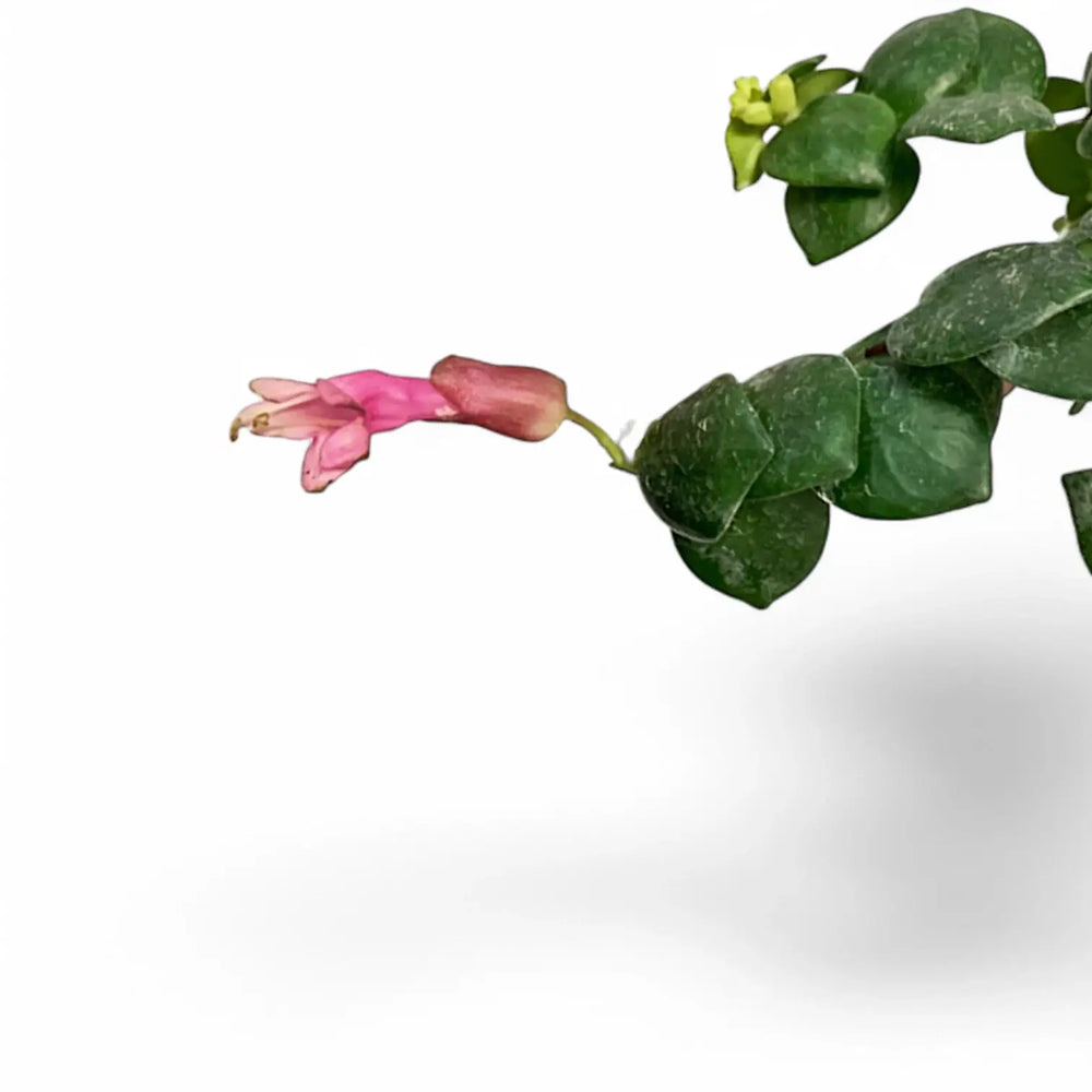 Aeschynanthus radicans ‘Pink Polka’ – Blatt-Detailaufnahme auf weißem Hintergrund.