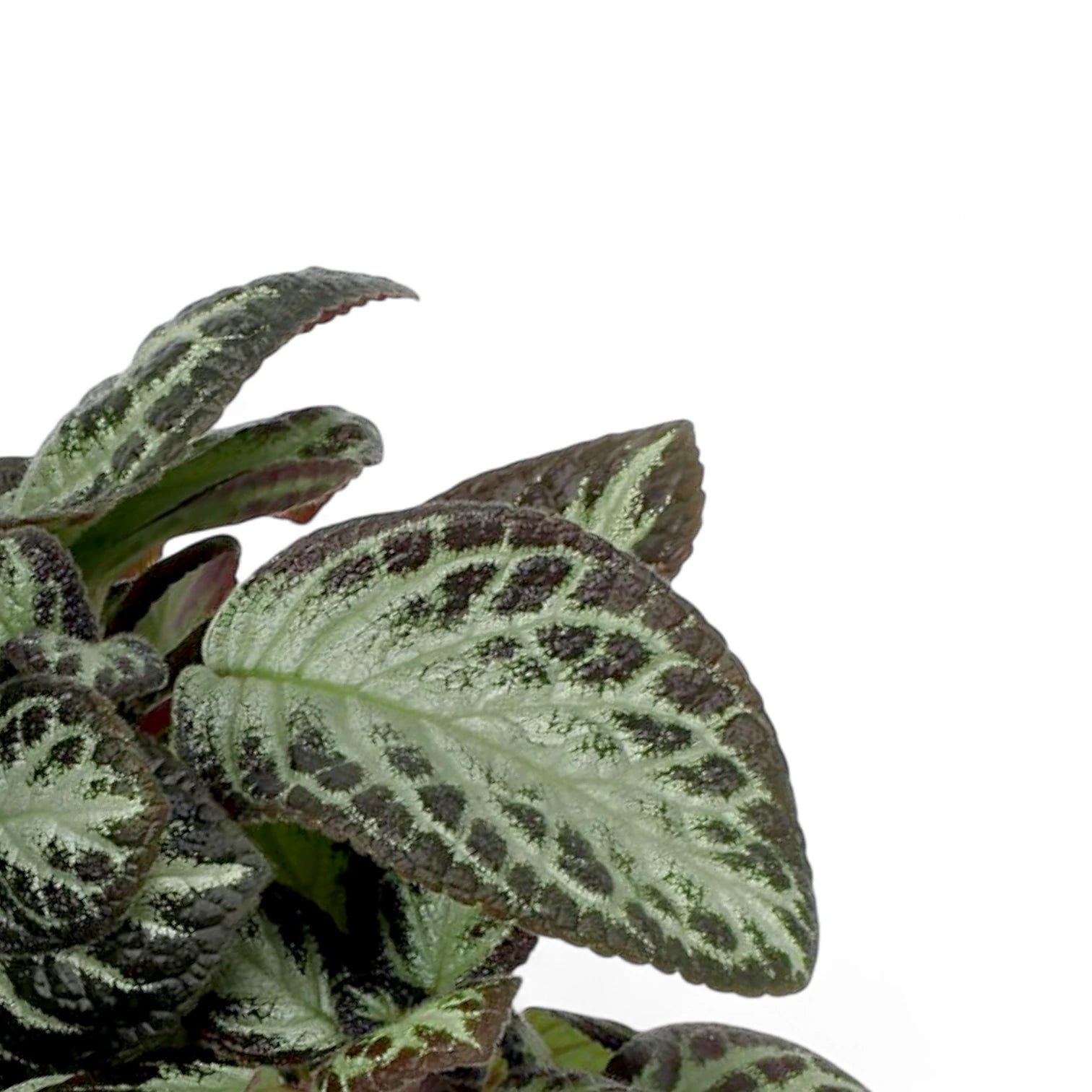 Episcia cupreata 'Silver Shield' – Nahaufnahme eines Blatts vor weißem Hintergrund.