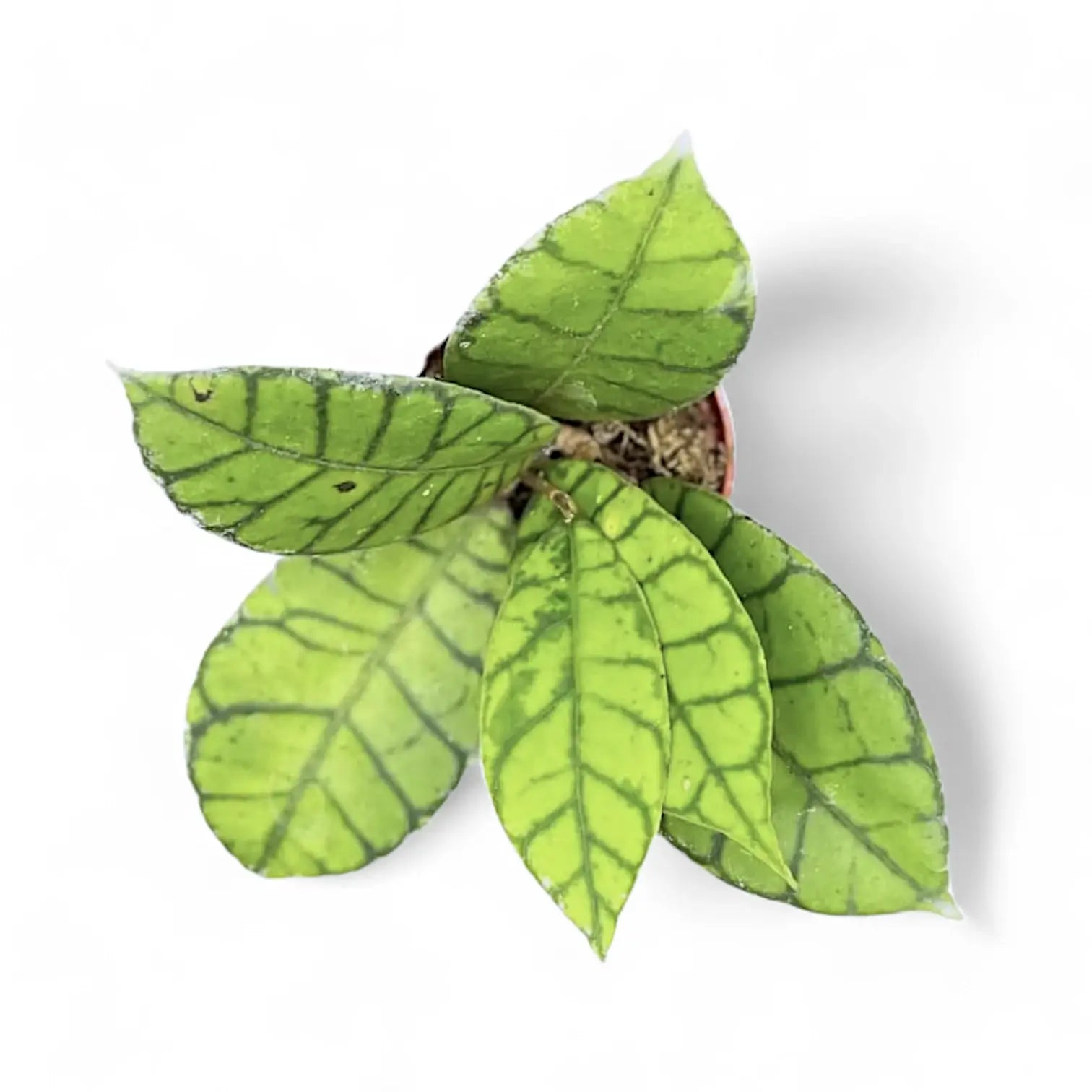 Hoya callistophylla – Zimmerpflanze im Kulturtopf auf weißem Hintergrund, Produktfoto 9.