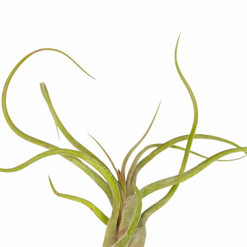 Nahaufnahme von Tillandsia caput-medusae vor weißem Hintergrund.