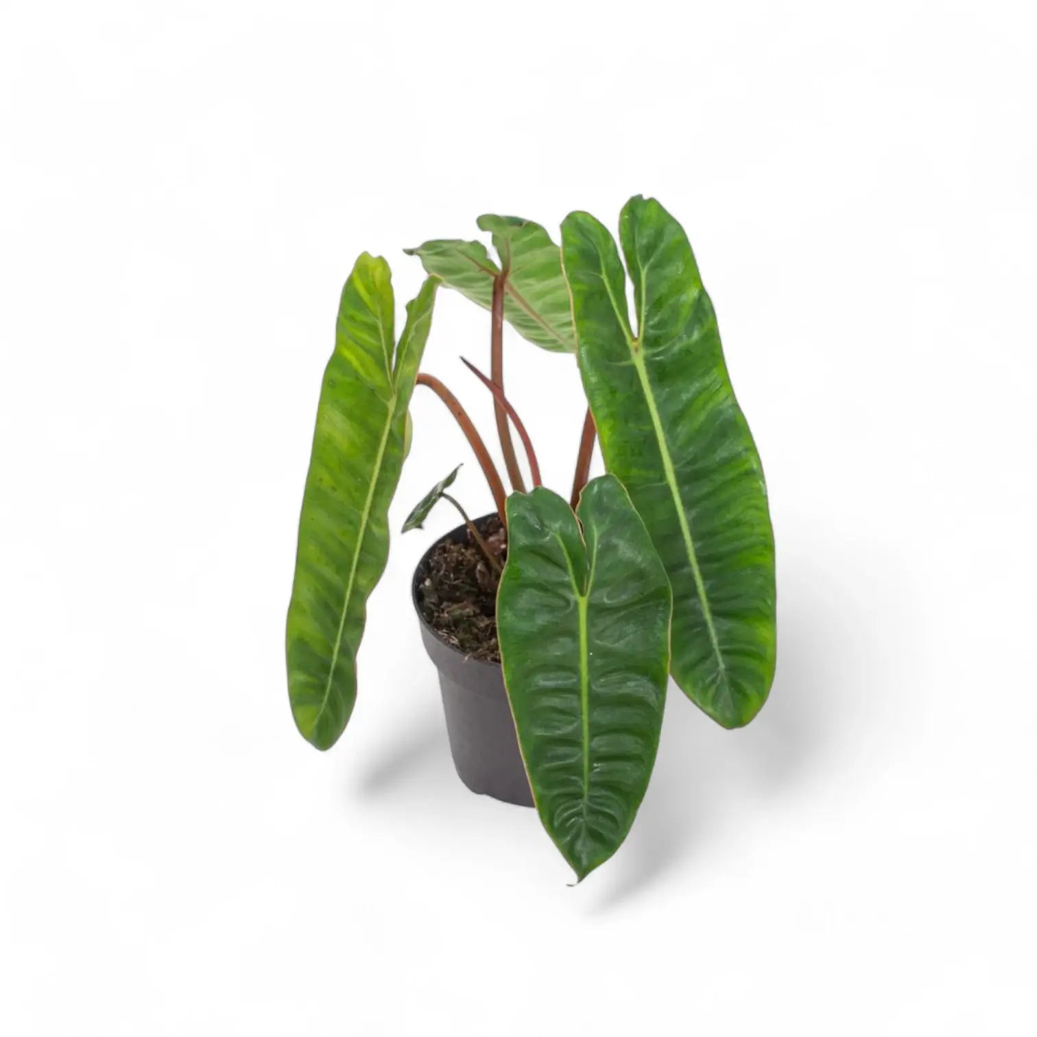 Philodendron billietiae – Topfpflanze im Kulturtopf vor weißem Hintergrund, Produktfoto 9.