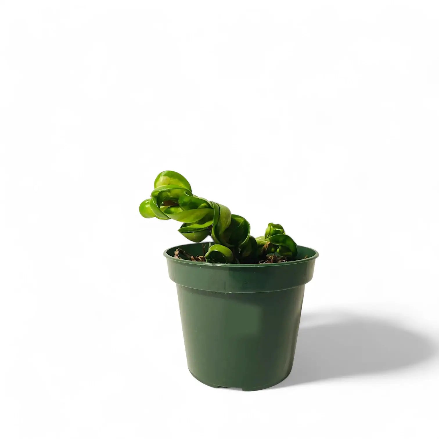 Hoya carnosa ‘Mauna Loa’ ('Lura Lei', 'Exotica') potted houseplant in nursery pot on white background, product photo 4.