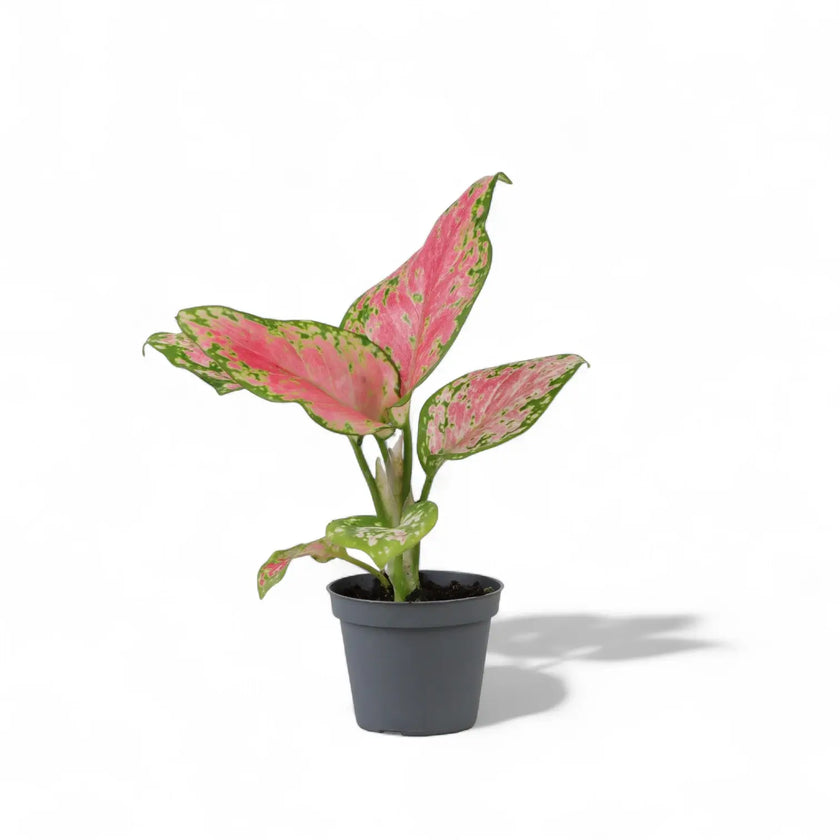 Aglaonema 'Red Valentine' – Topfpflanze im Kulturtopf vor weißem Hintergrund, Produktfoto 2.