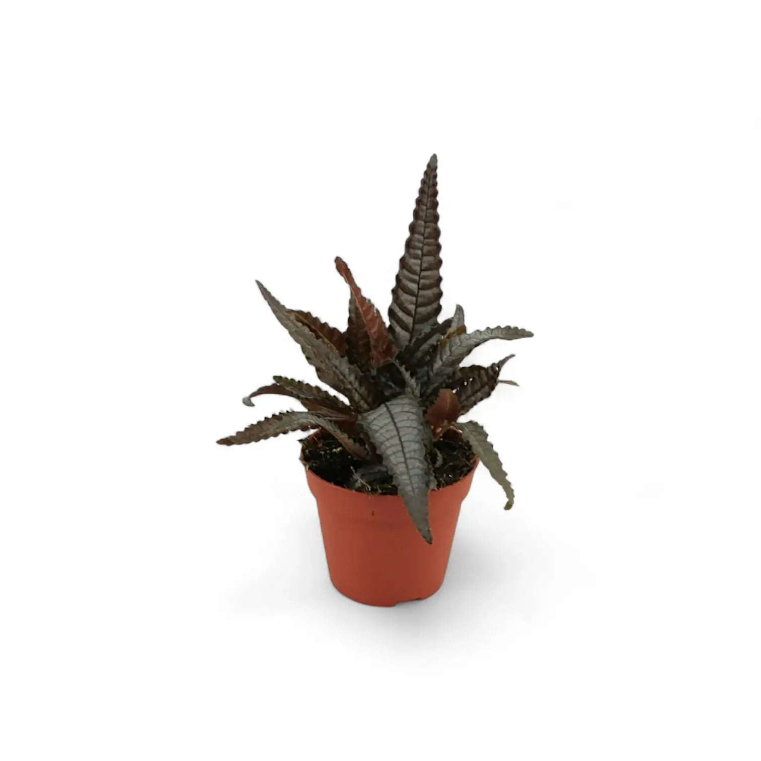 Pilea hitchcockii potted houseplant in nursery pot on white background, product photo 3.