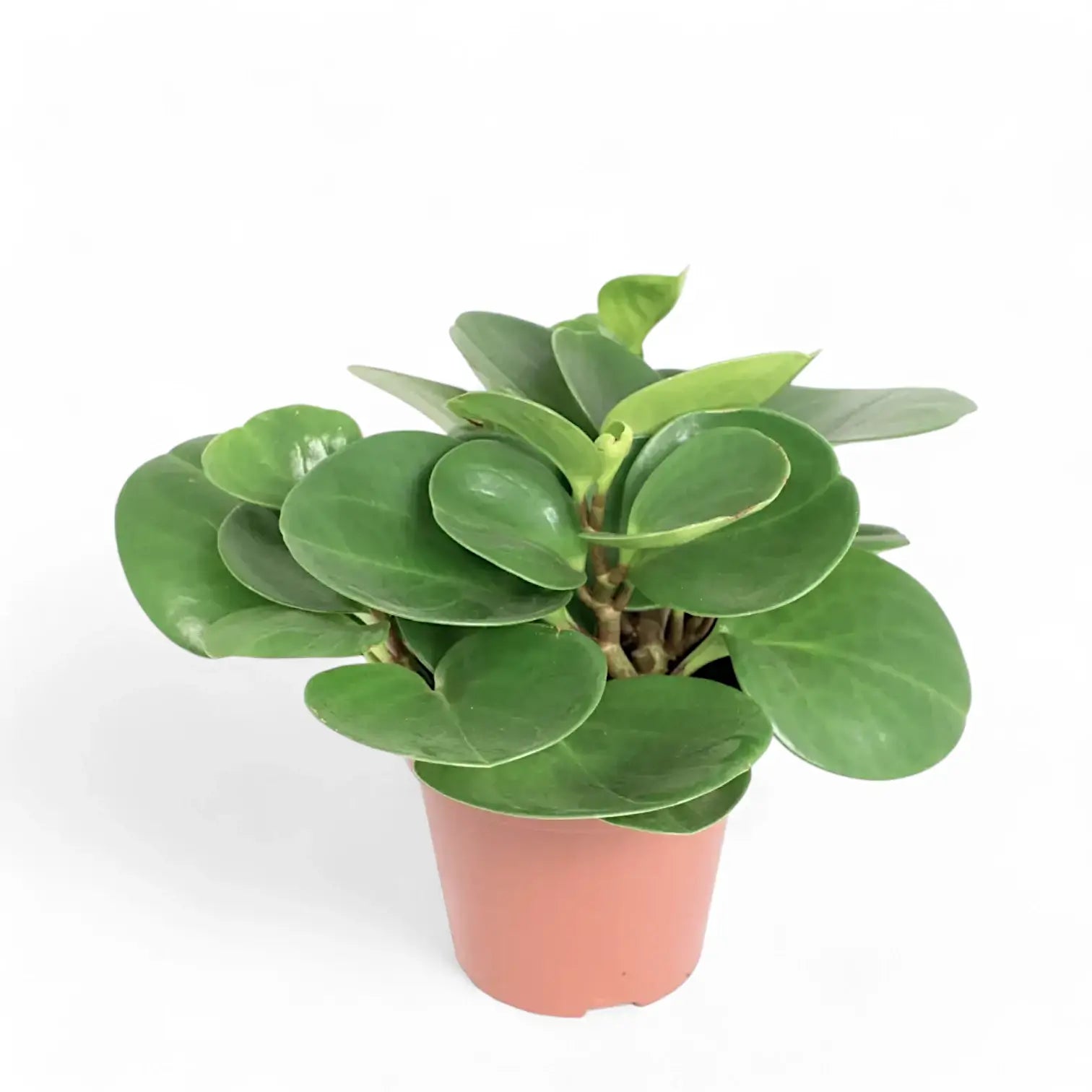 Peperomia obtusifolia potted houseplant in nursery pot on white background, product photo 4.