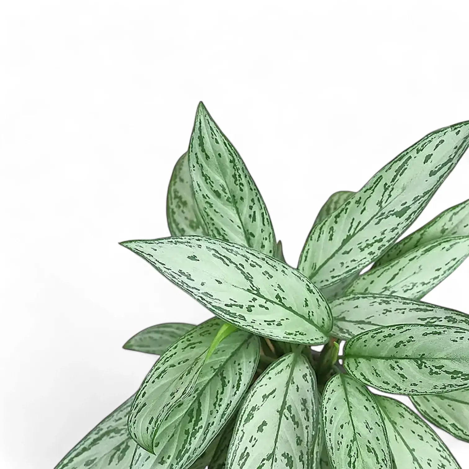 Aglaonema 'Silver Queen' leaf close-up on white background.
