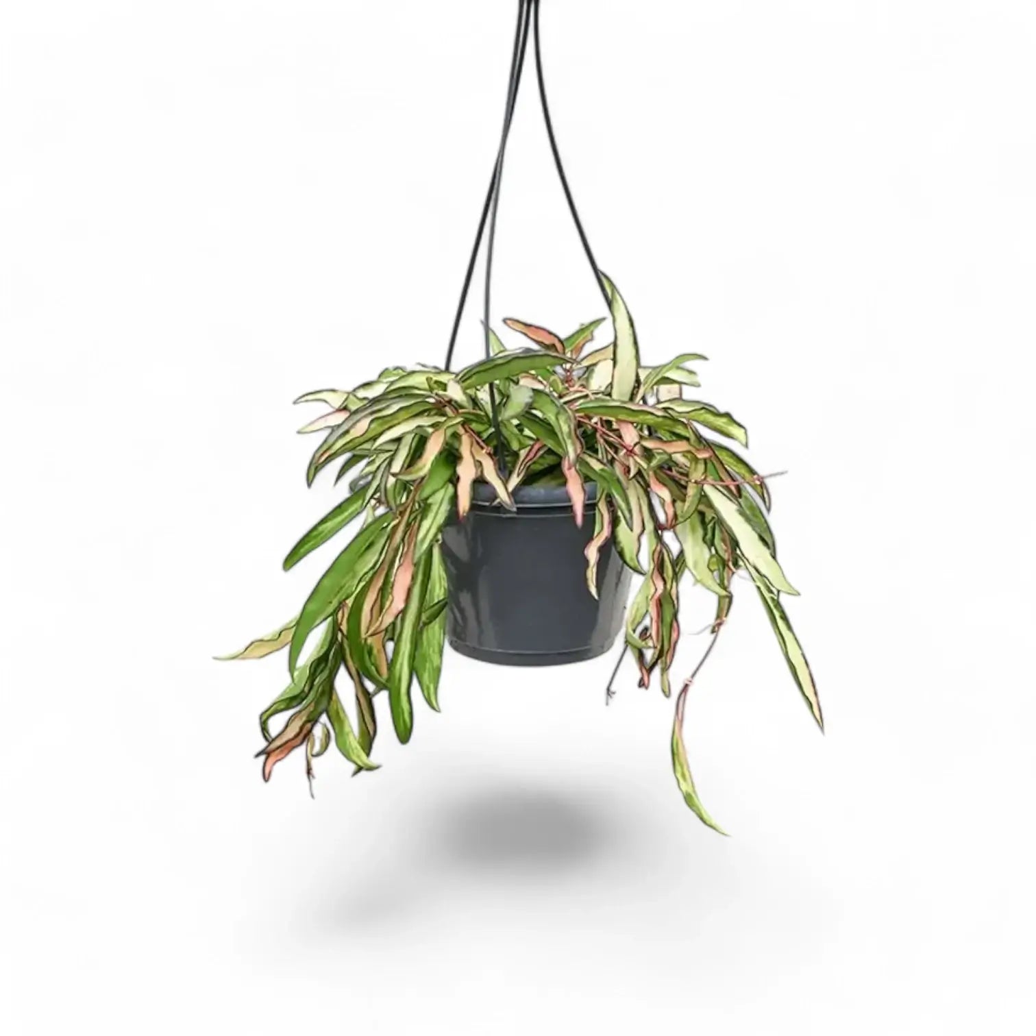 Hoya wayetii 'Tricolor' â Topfpflanze im Kulturtopf vor weiĂem Hintergrund, Produktfoto 6.