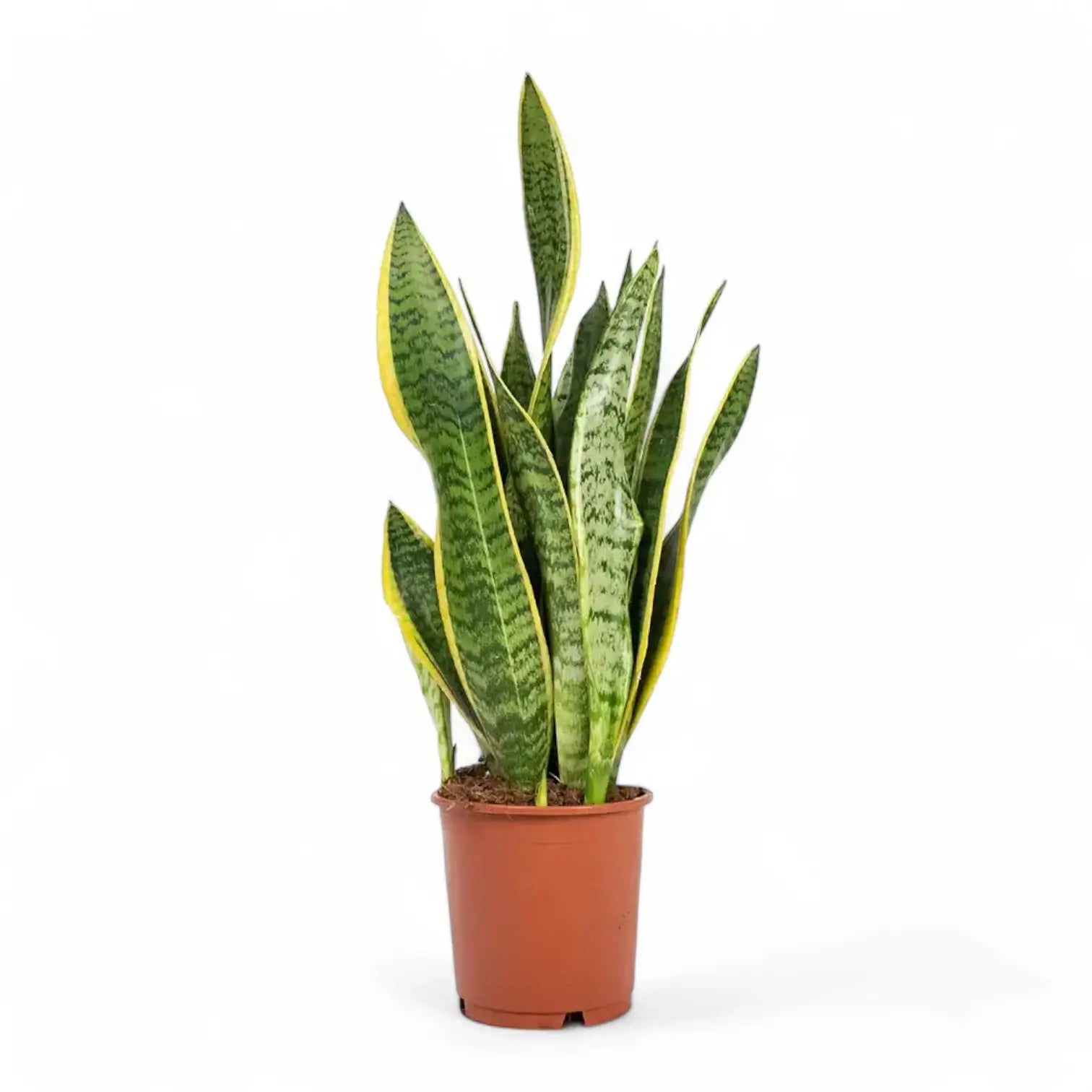 Dracaena (Sansevieria) trifasciata 'Laurentii' – Topfpflanze im Kulturtopf vor weißem Hintergrund, Produktfoto 10.