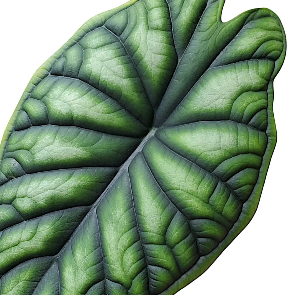 Alocasia baginda 'Dragon scale' – Blatt-Detailaufnahme auf weißem Hintergrund.