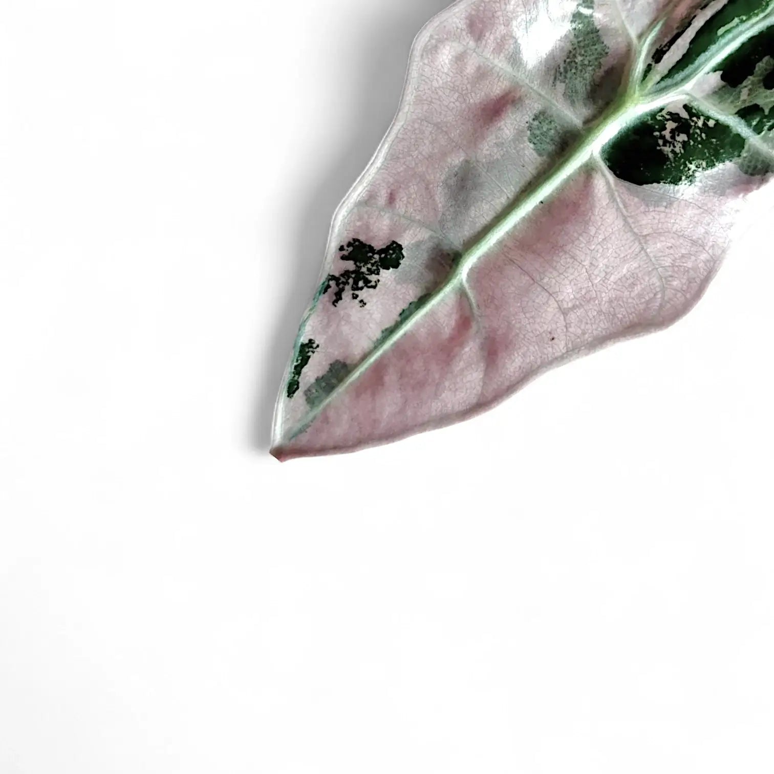 Arrow / shield-shaped