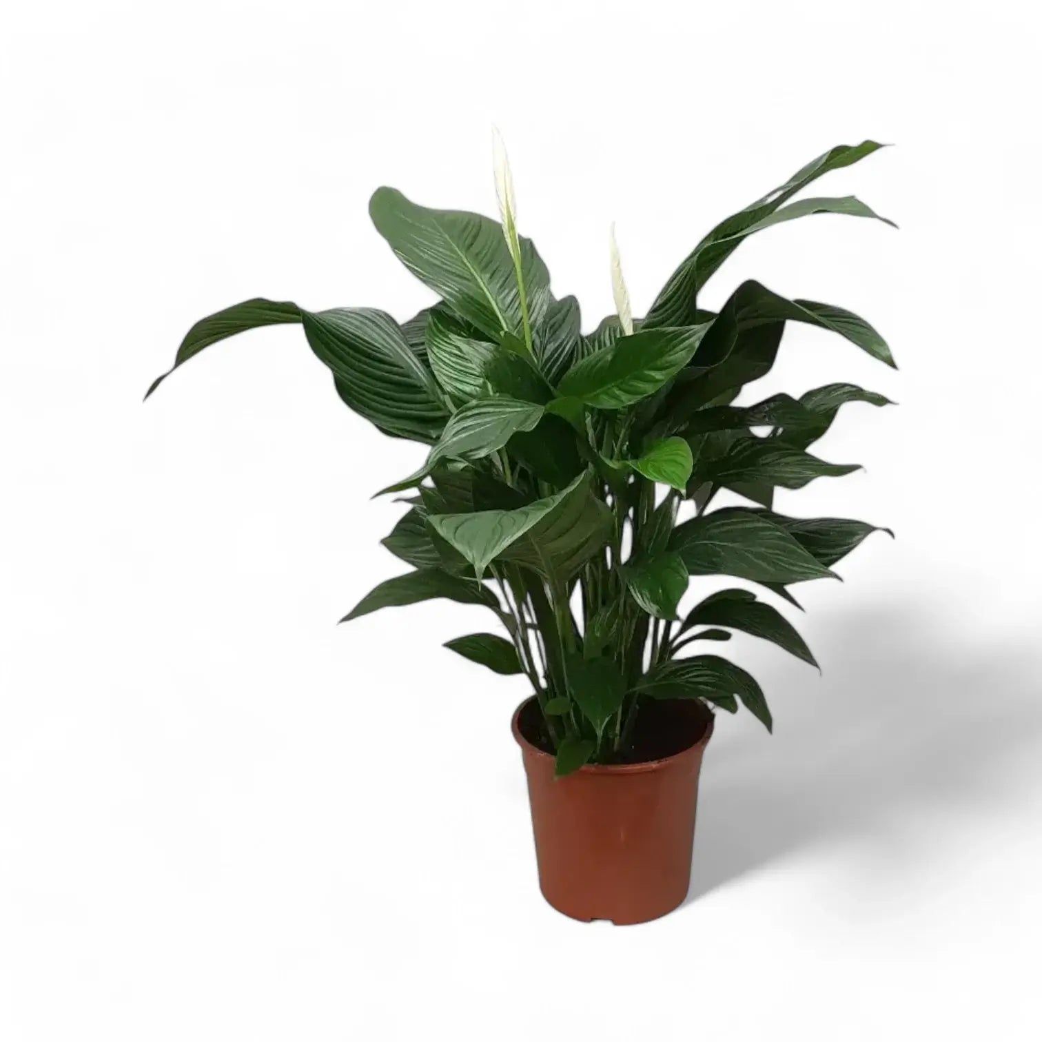 Spathiphyllum 'Sweet Silvana' potted houseplant in nursery pot on white background, product photo 3.