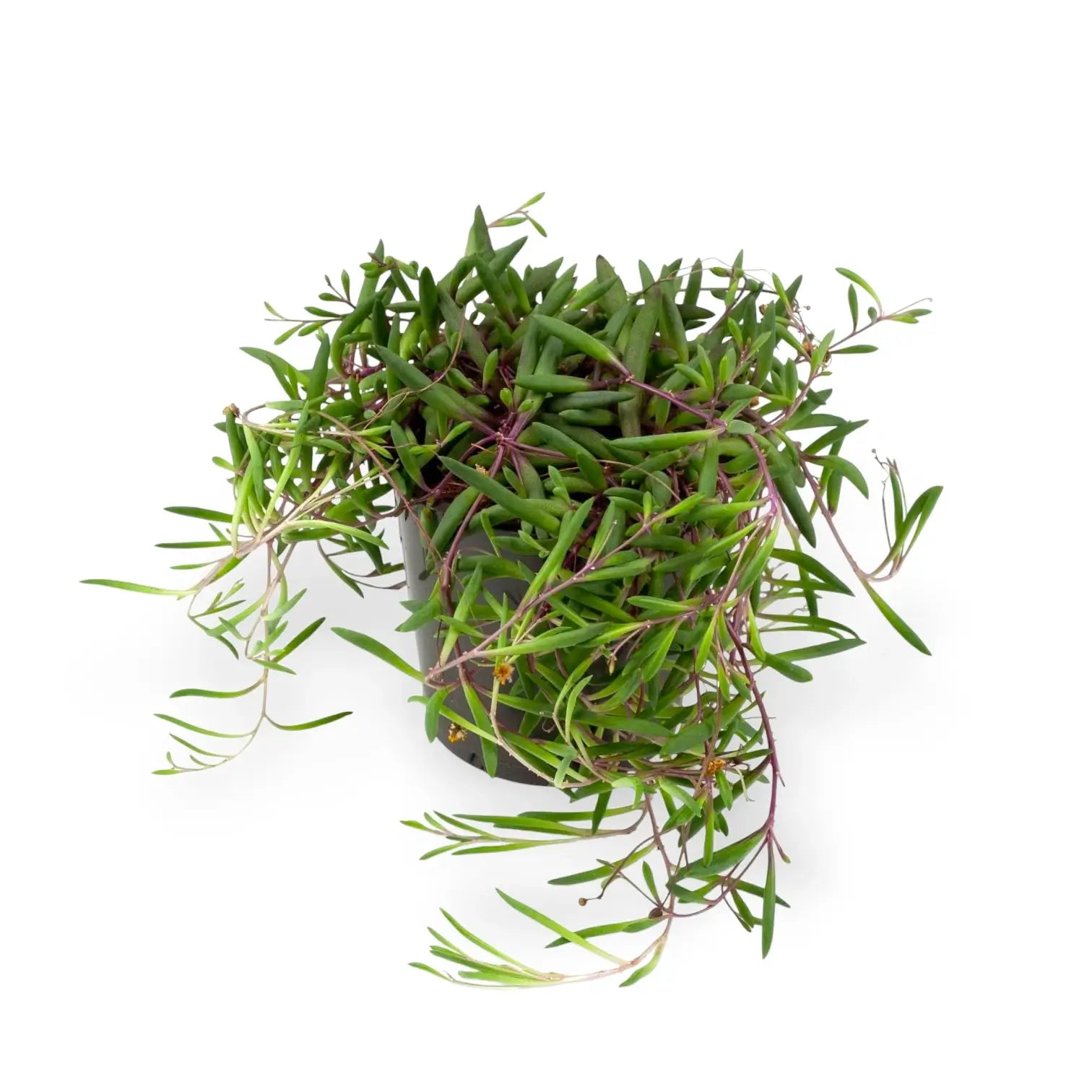 Curio herreianus 'Purple flush' potted houseplant in nursery pot on white background, product photo 6.