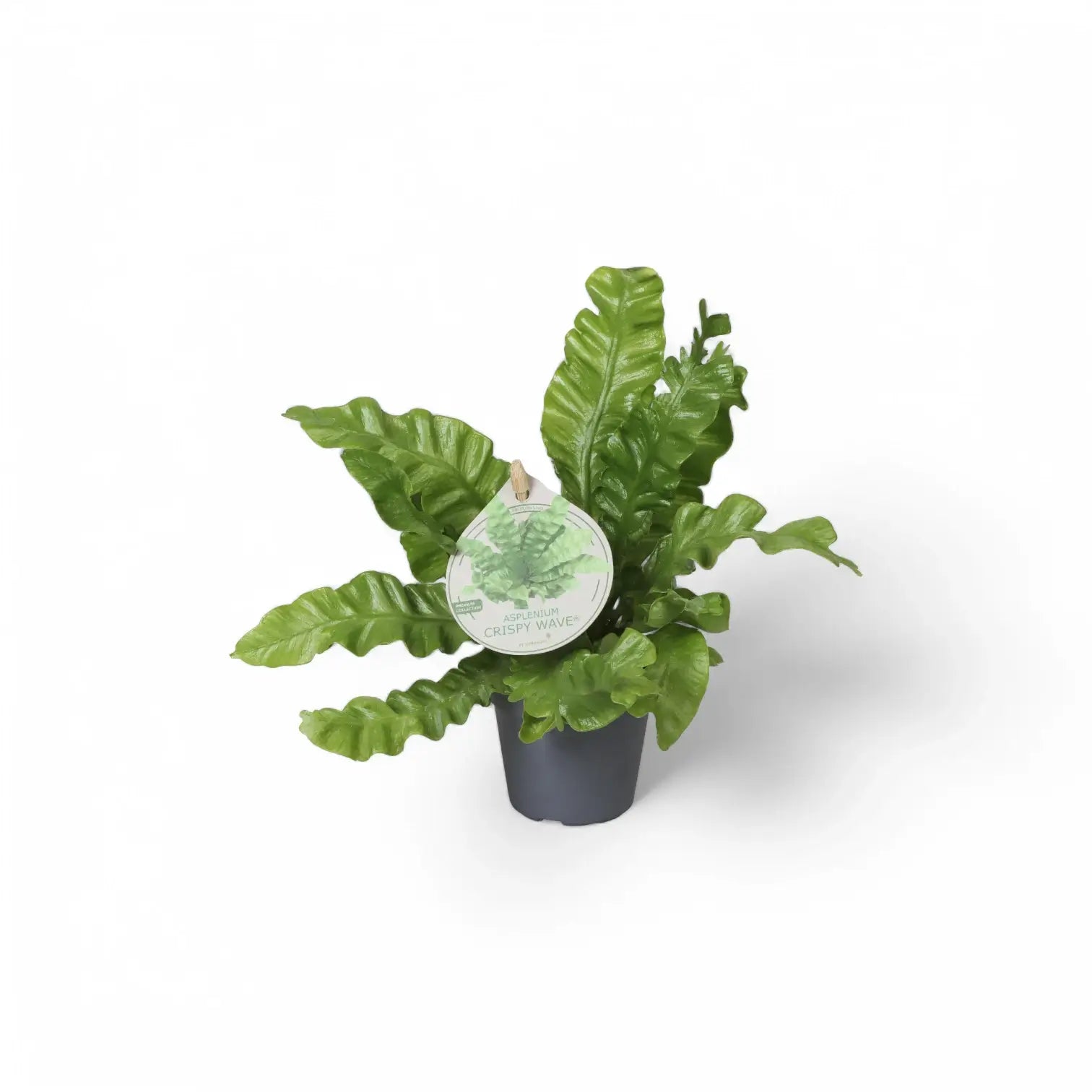 Asplenium nidus 'Crispy Wave' potted houseplant in nursery pot on white background, product photo 3.