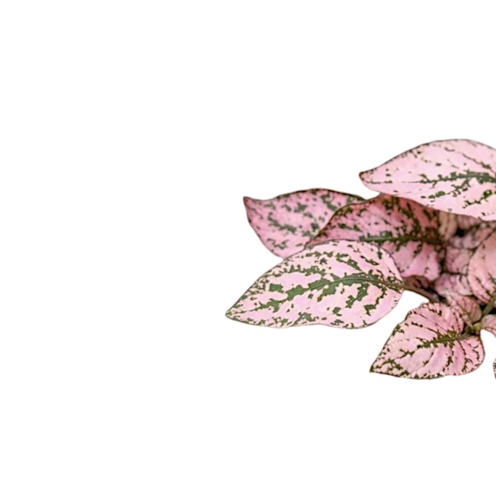 Hypoestes phyllostachya 'Pink' – Nahaufnahme eines Blatts vor weißem Hintergrund.