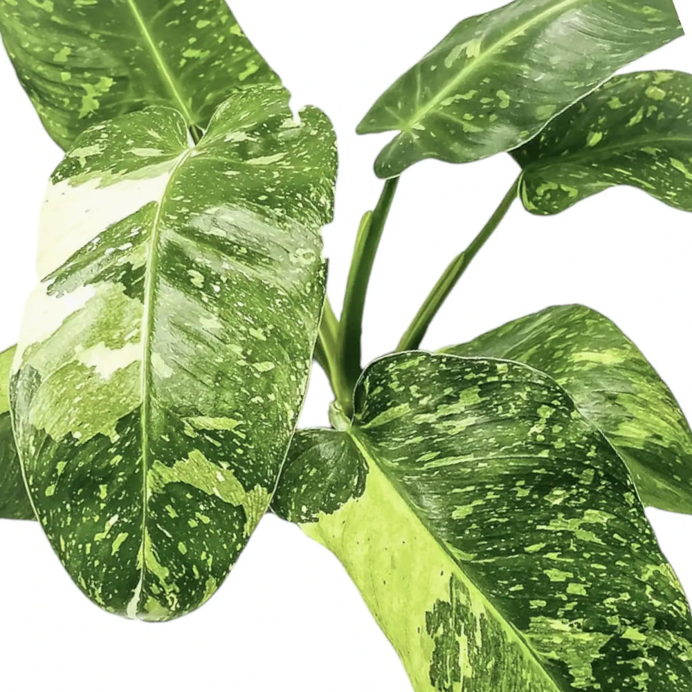 Philodendron 'Jose Buono' leaf close-up on white background.