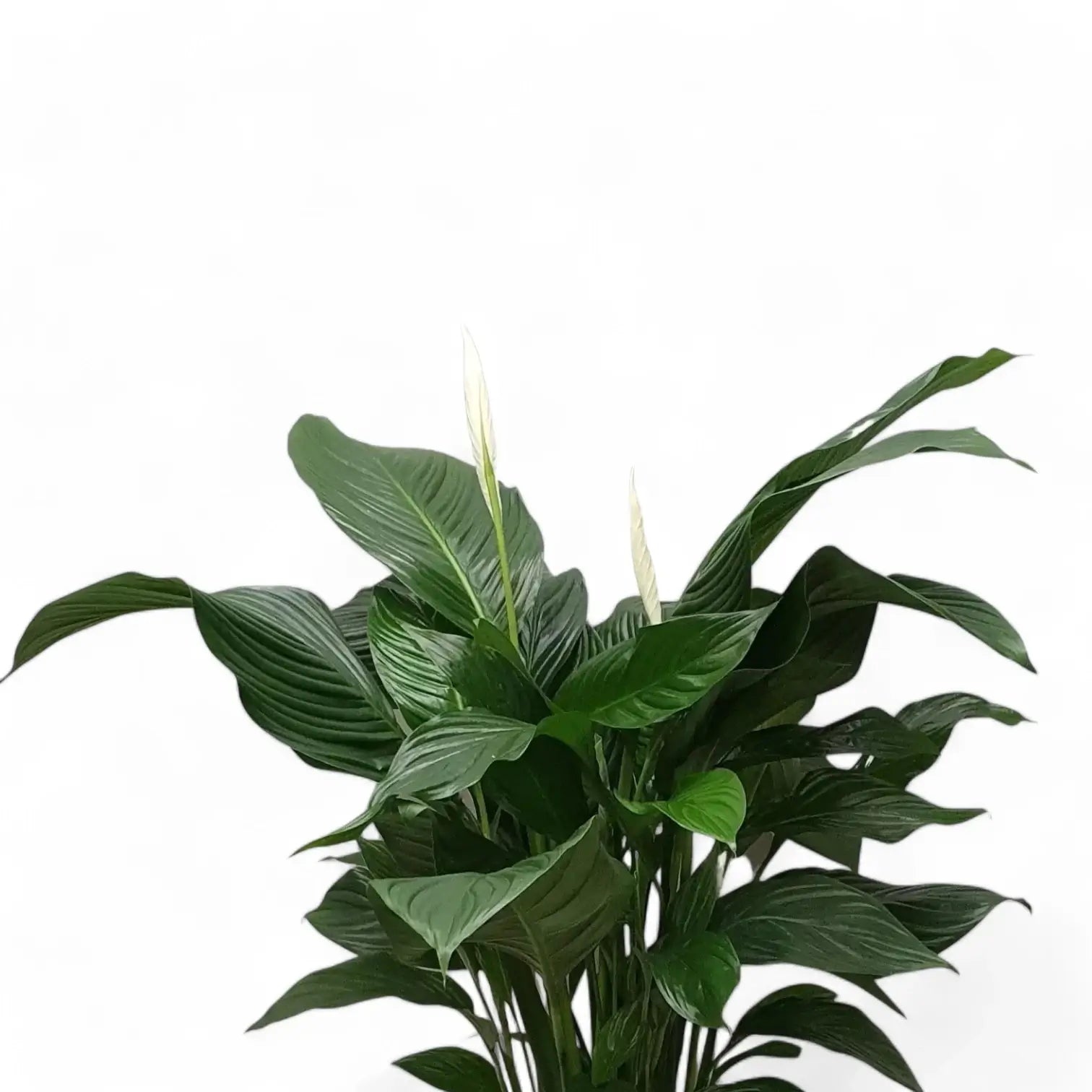 Spathiphyllum 'Sweet Silvana' potted houseplant in nursery pot on white background, product photo 4.