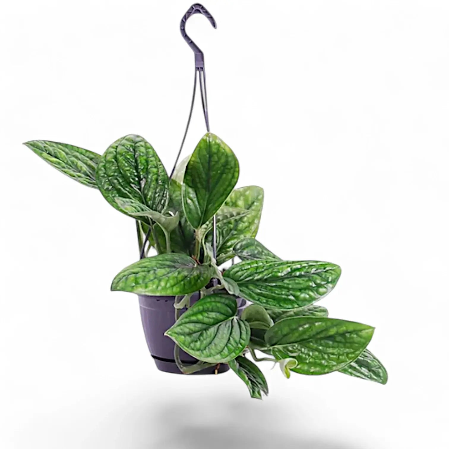 Monstera sp. Peru ('Karstenianum') potted houseplant in nursery pot on white background, product photo 8.