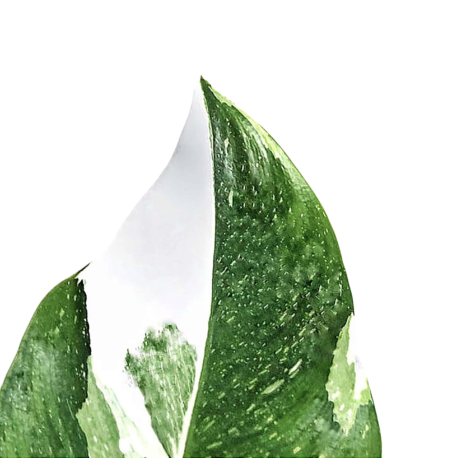 Philodendron 'White Princess' leaf close-up on white background.